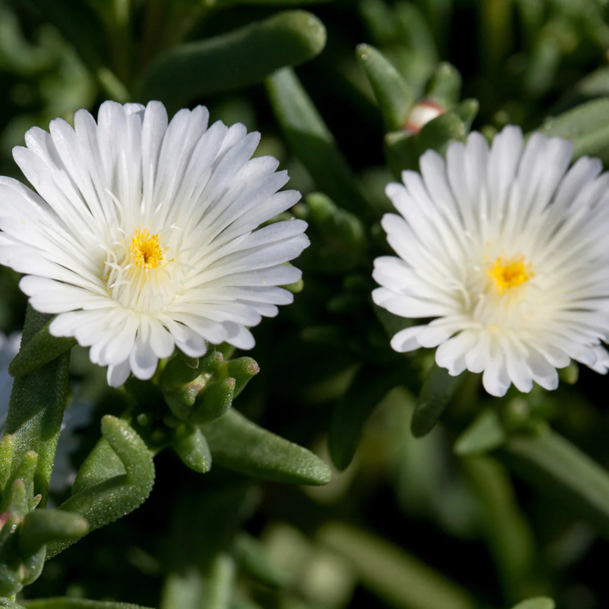 Mittagsblume - Image 6