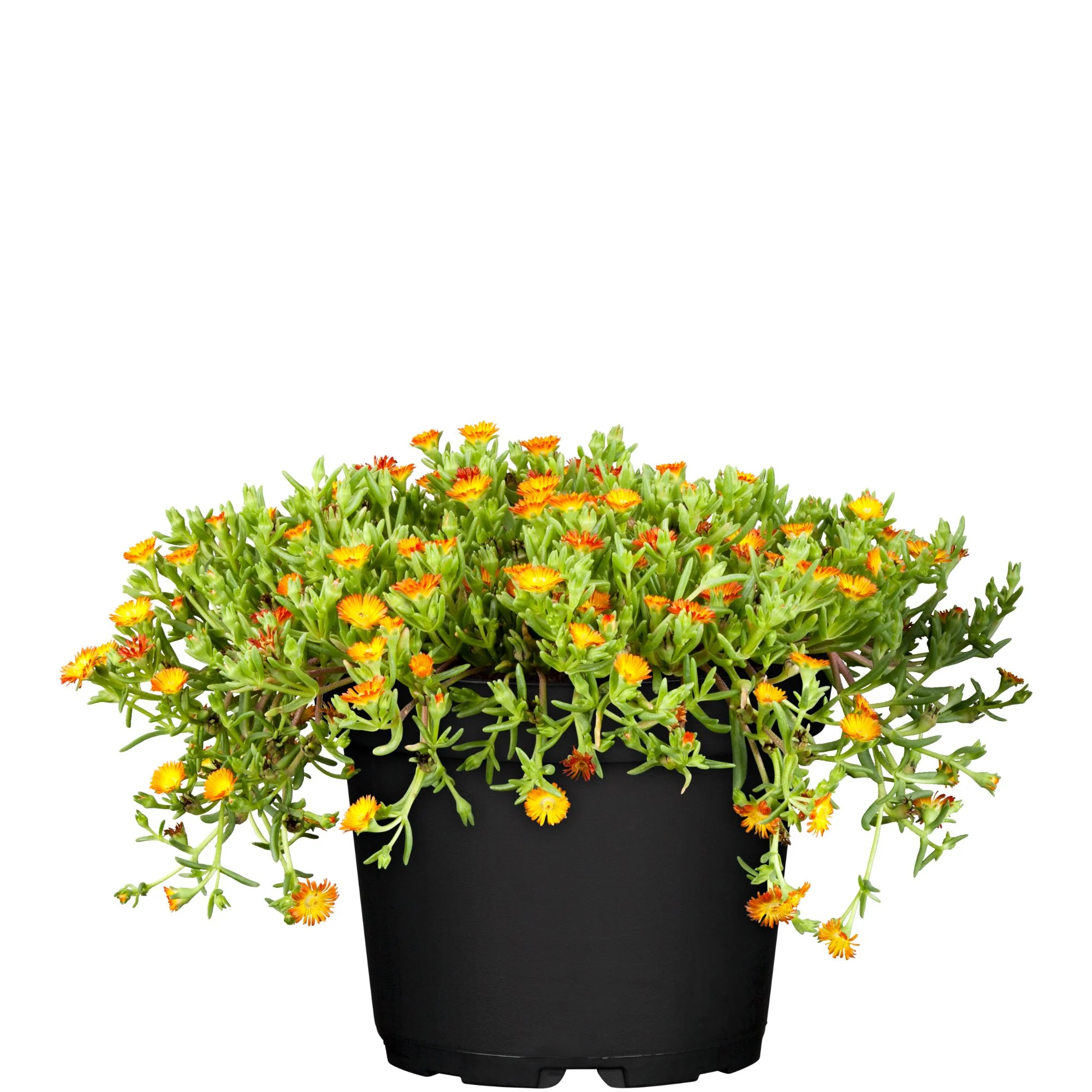 Mittagsblume - Image 7