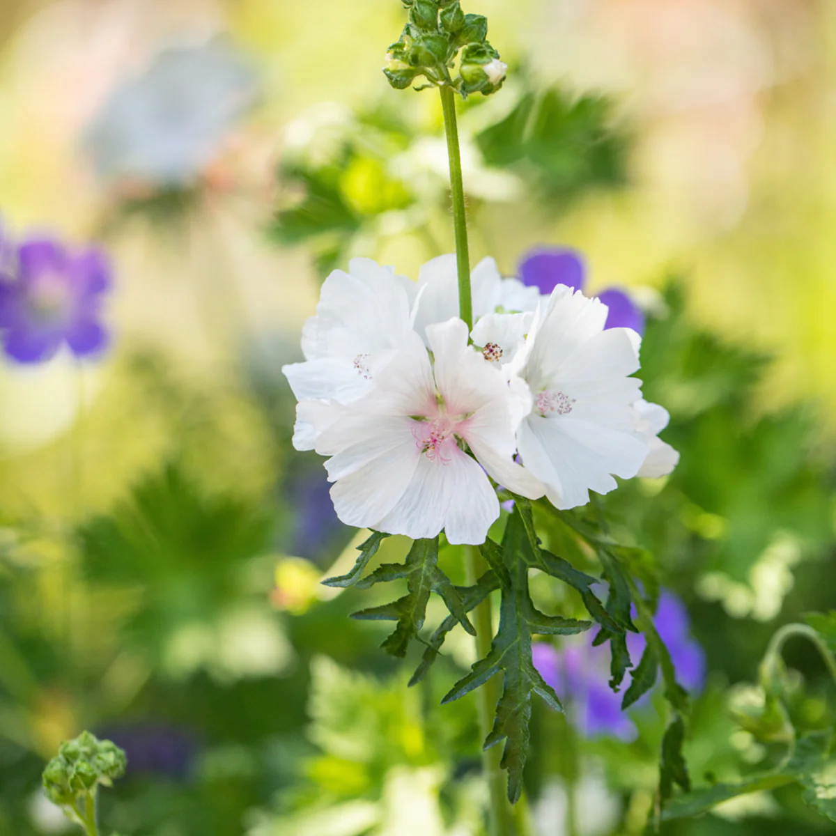 Moschusmalve 'Alba'