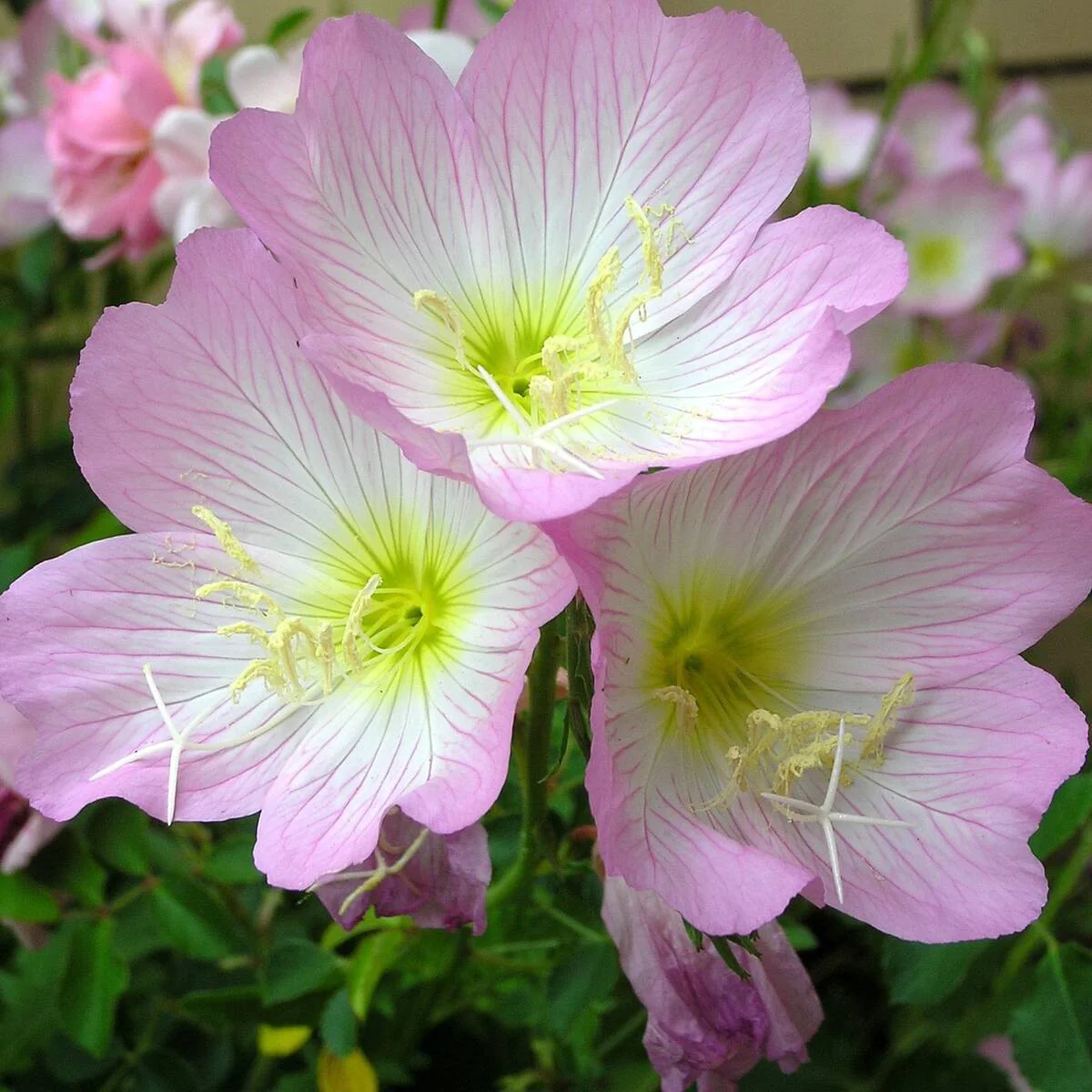 Nachtkerze 'Siskiyou'