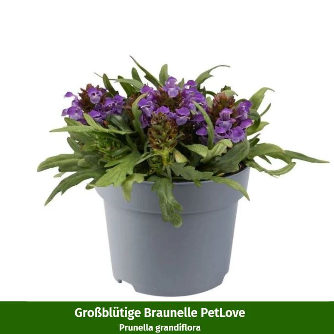 Nagetiere 2.0 PetLove, 3 Pflanzen - Image 3
