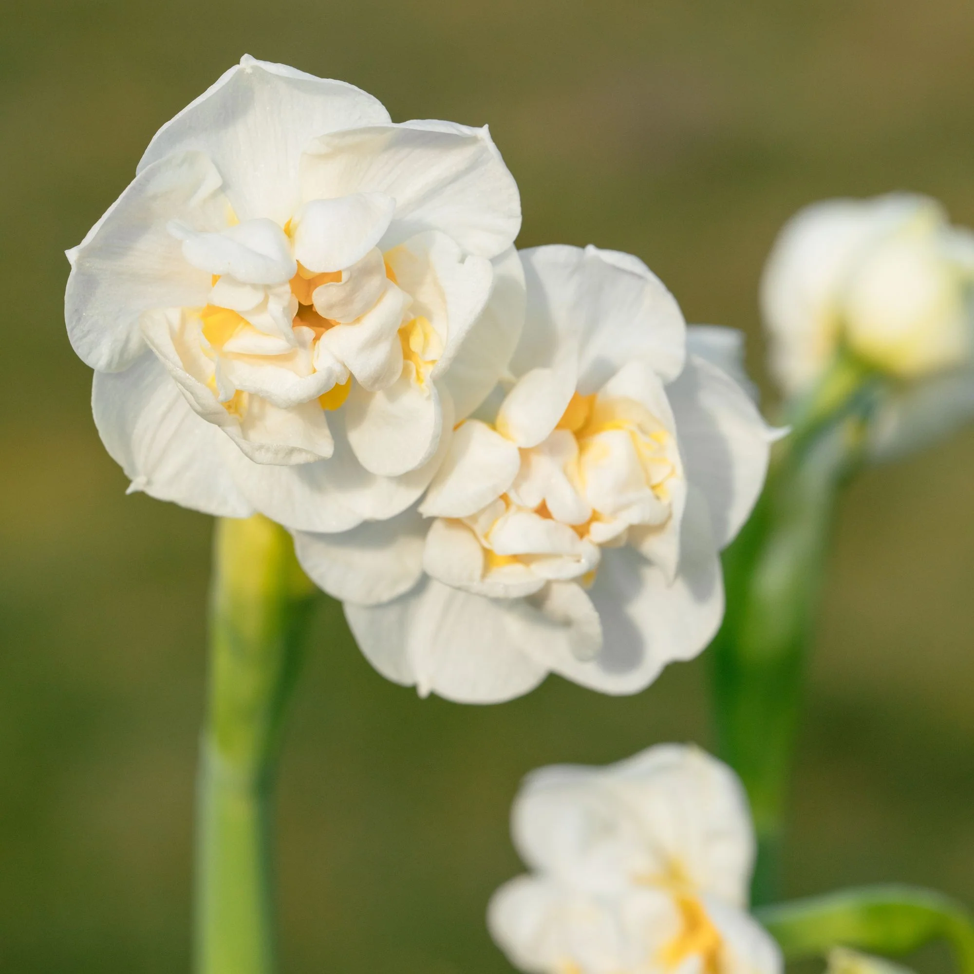 Narzisse 'Bridal Crown'