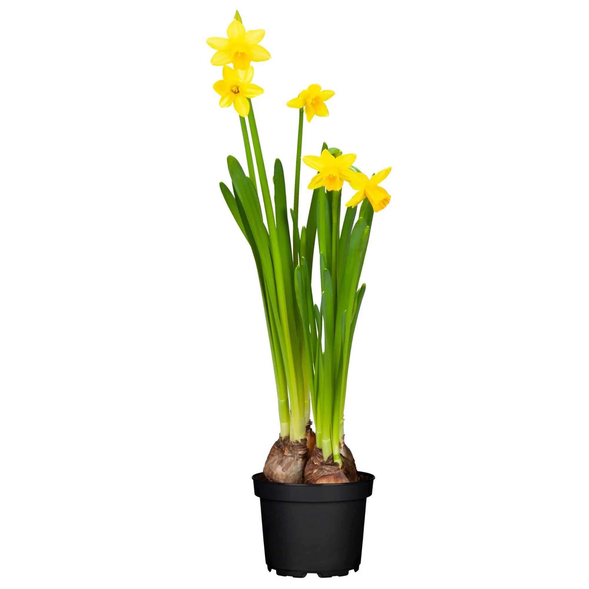Narzisse 'Tete a Tete' - Image 2