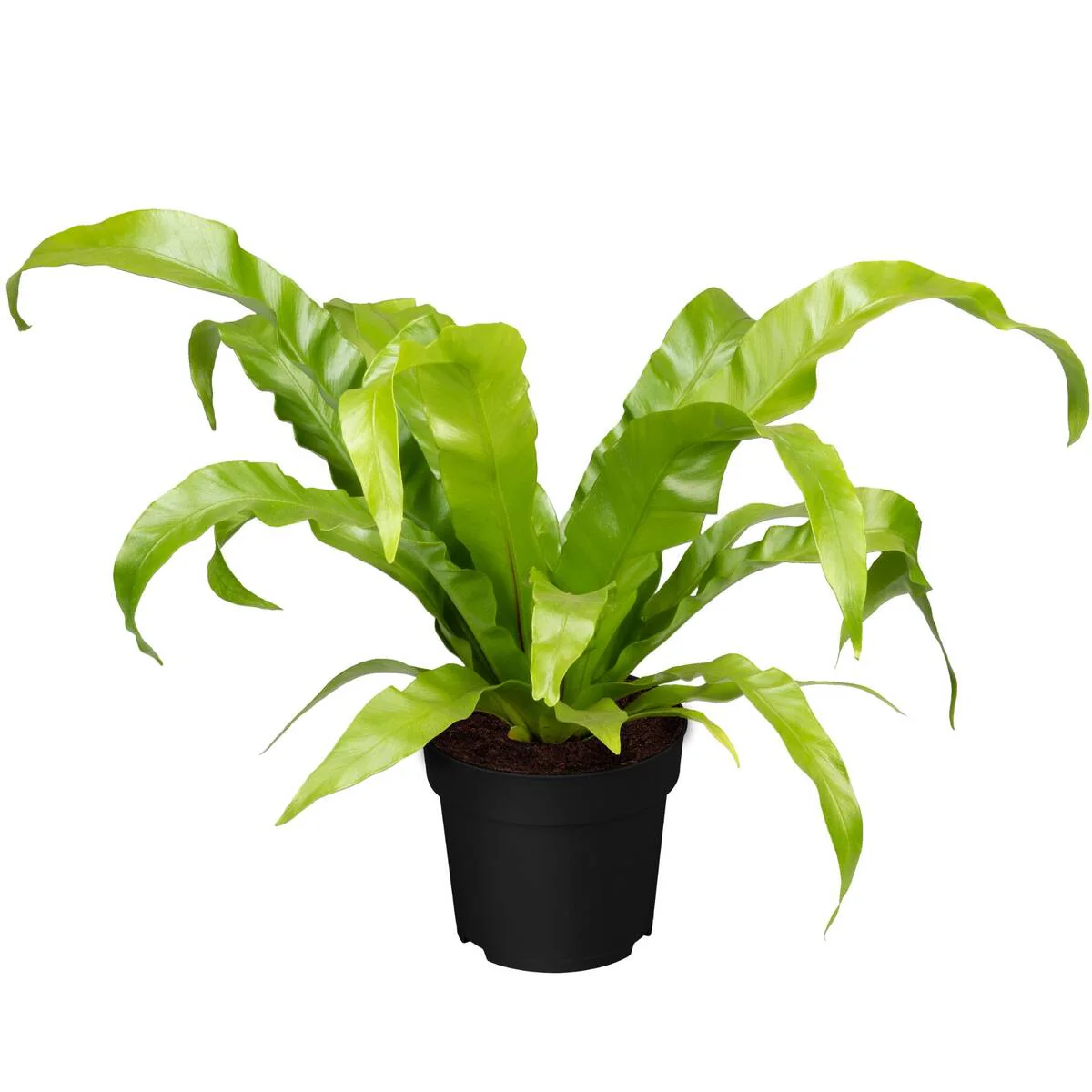 Nestfarn - Image 3