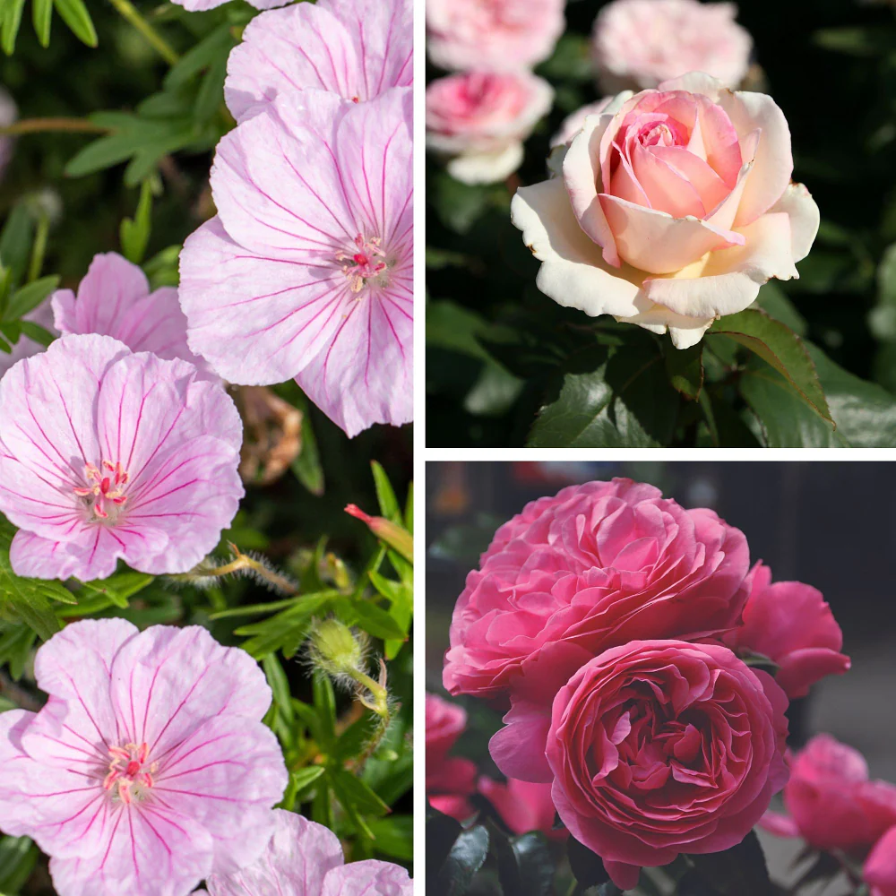 Nostalgisches Rosen- & Blut-Storchenschnabelbeet, 7 Pflanzen