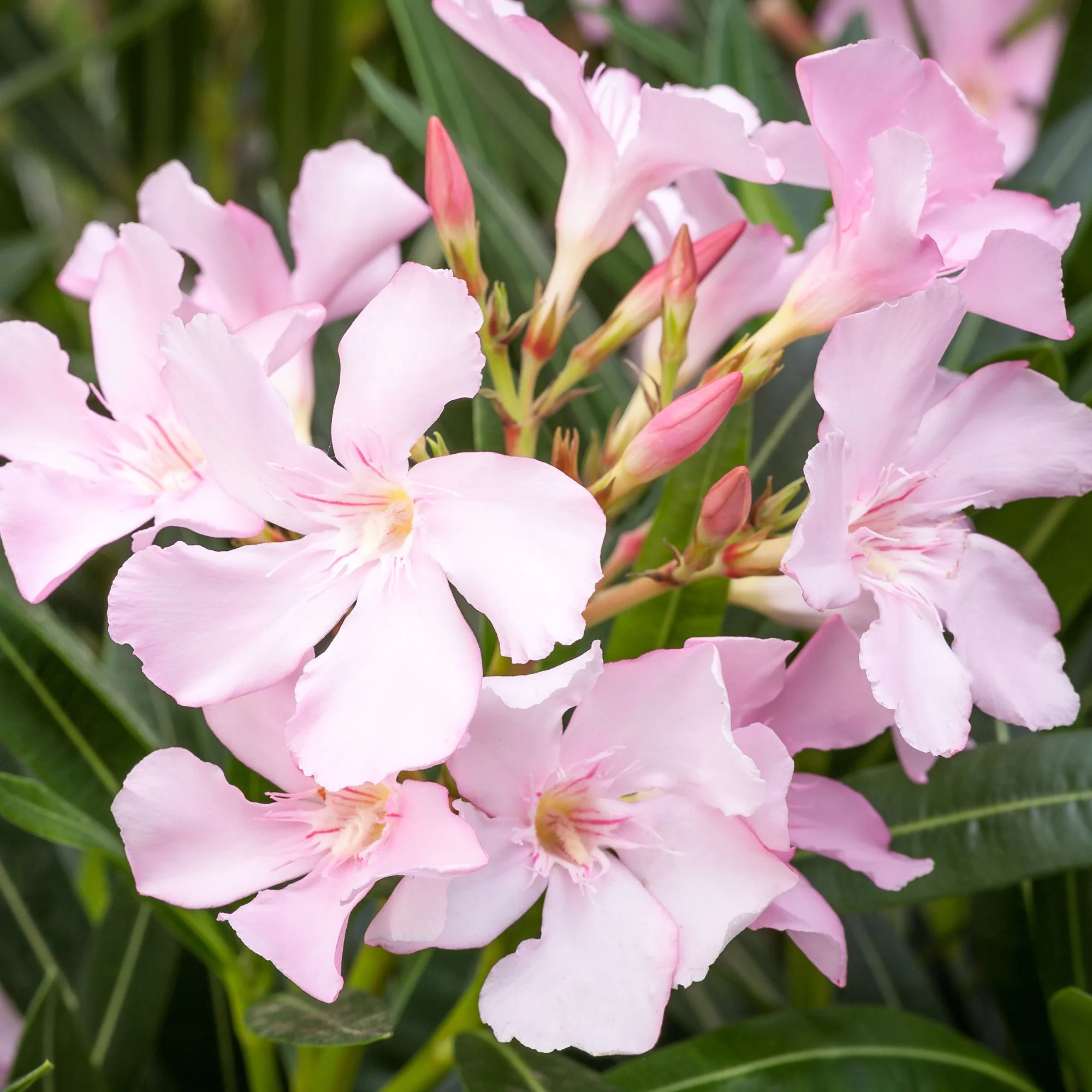 Oleander Busch