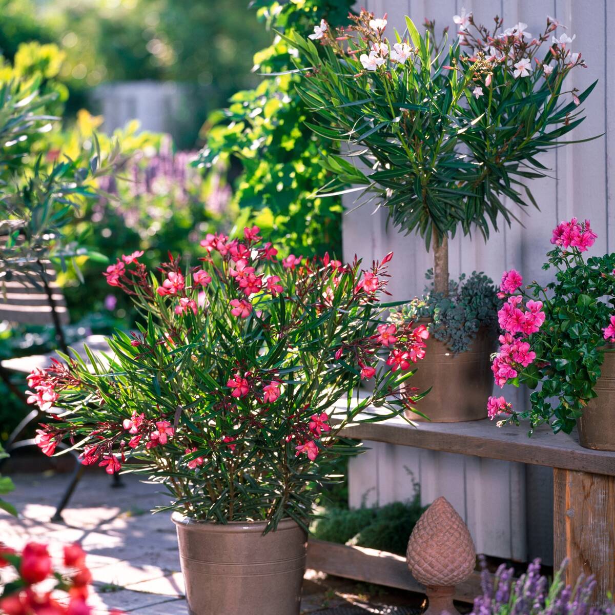 Oleander-Duo