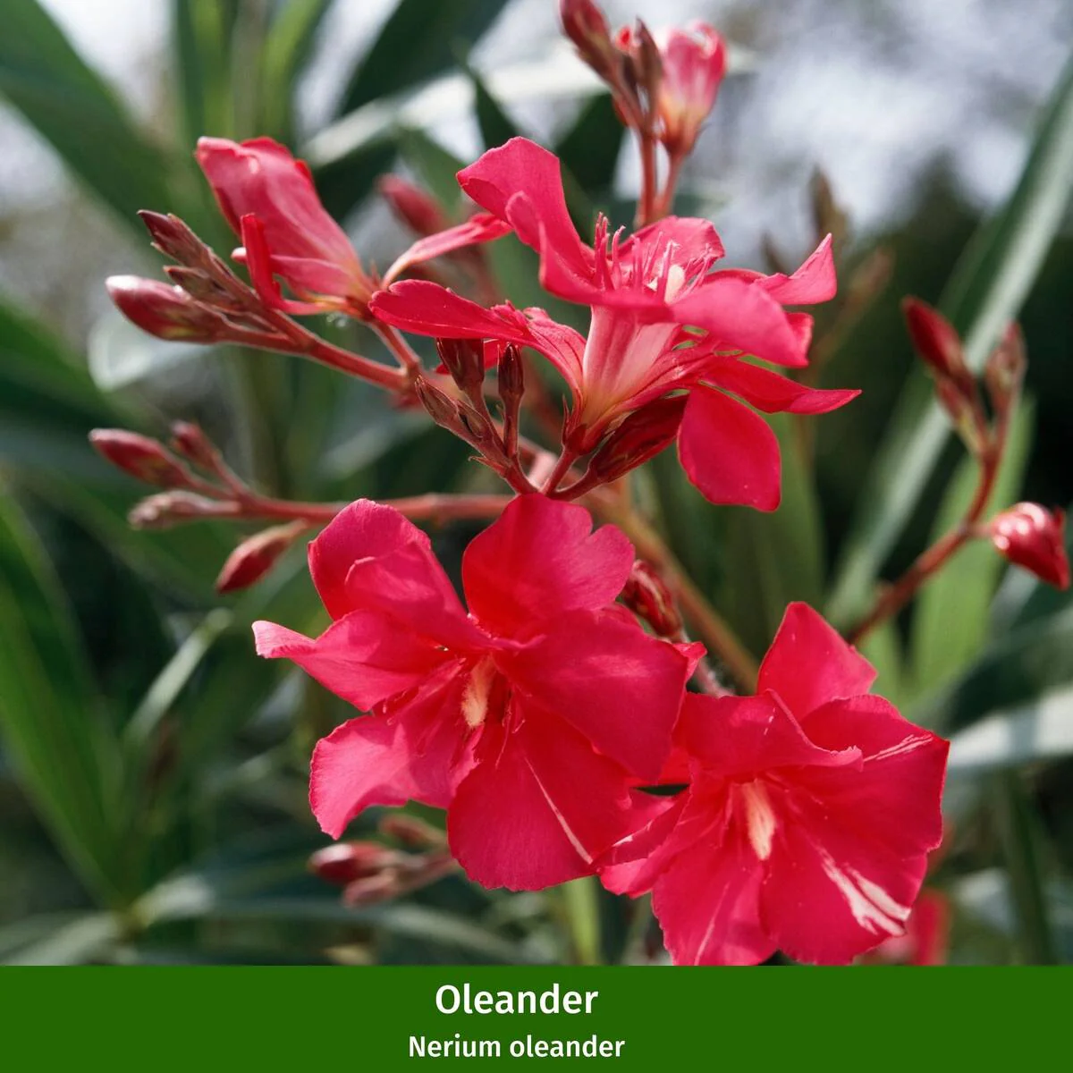 Oleander-Duo - Image 2
