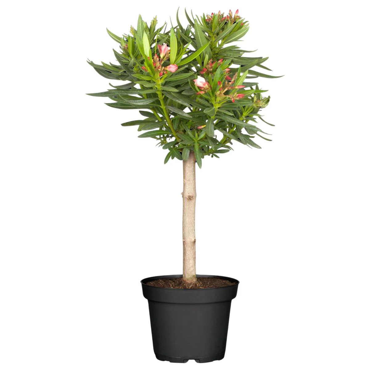 Oleander-Duo - Image 5