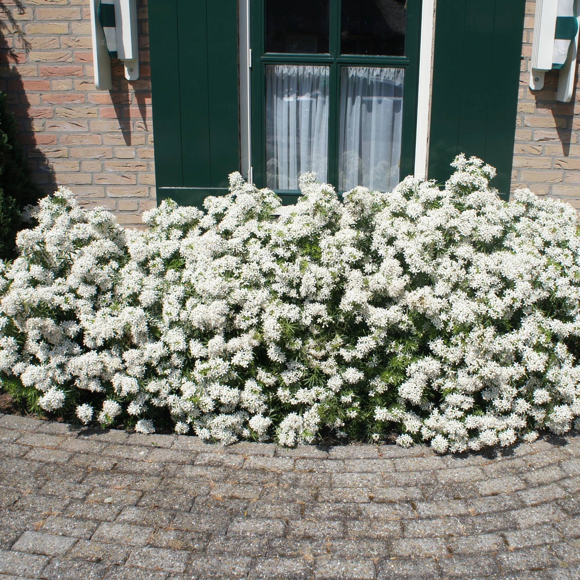 Orangenblume 'White Dazzler®'