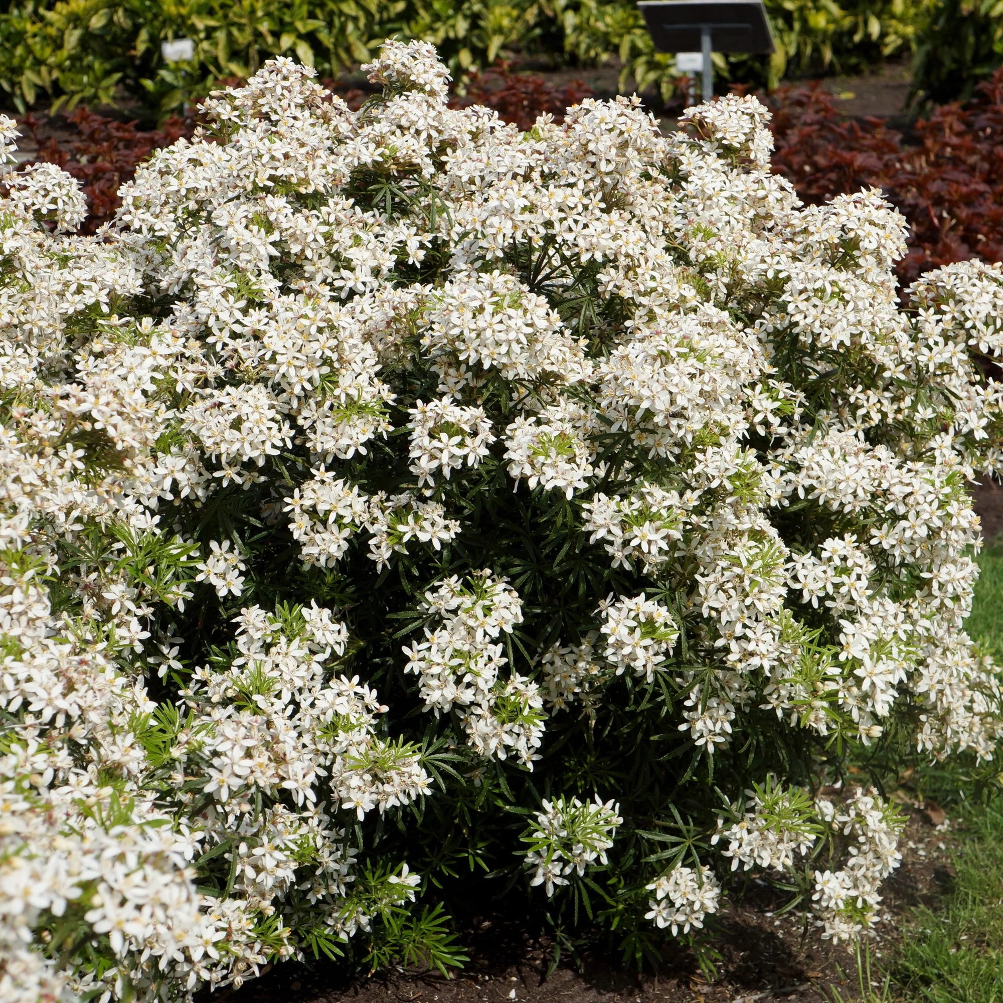 Orangenblume 'White Dazzler®' - Image 3