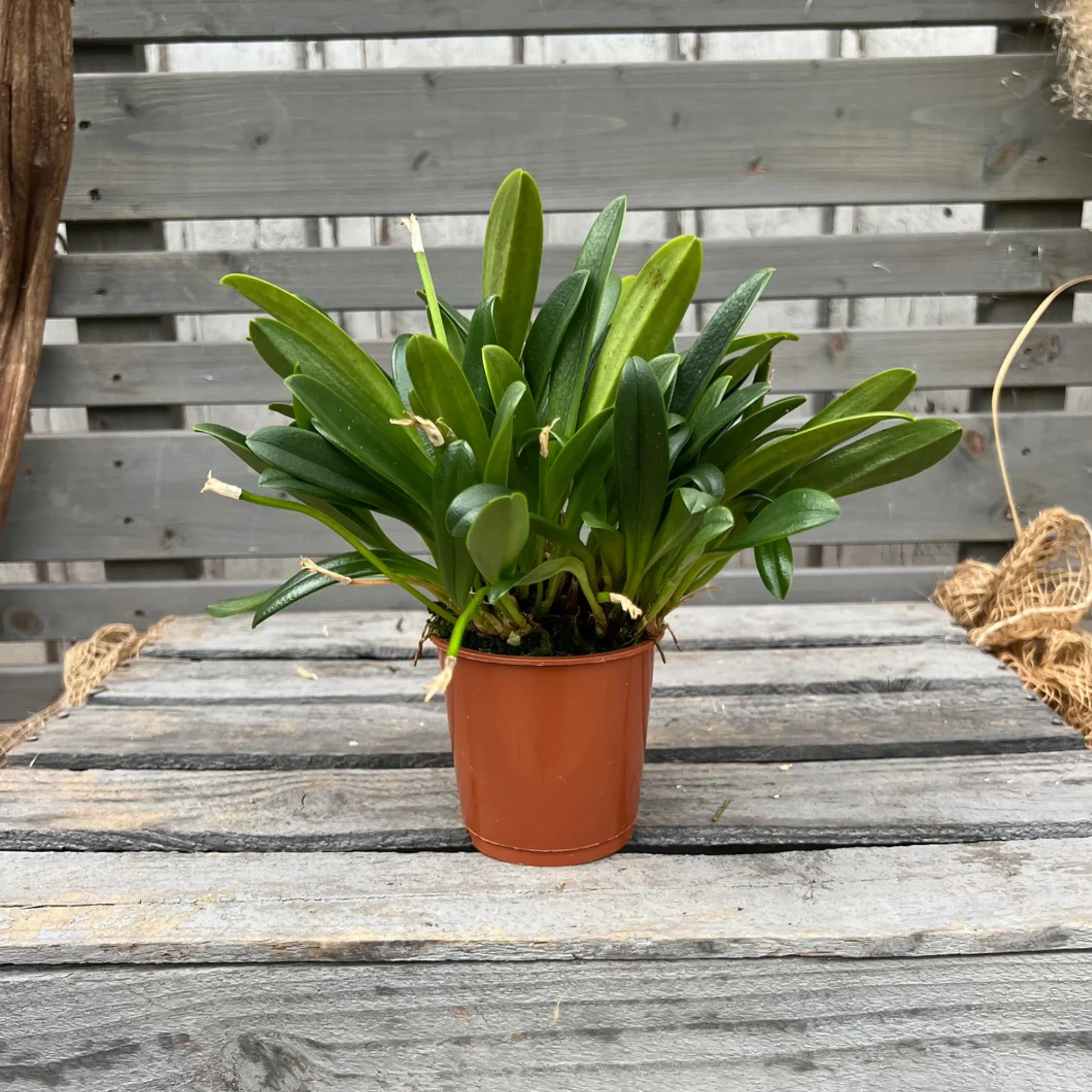 Orchidee