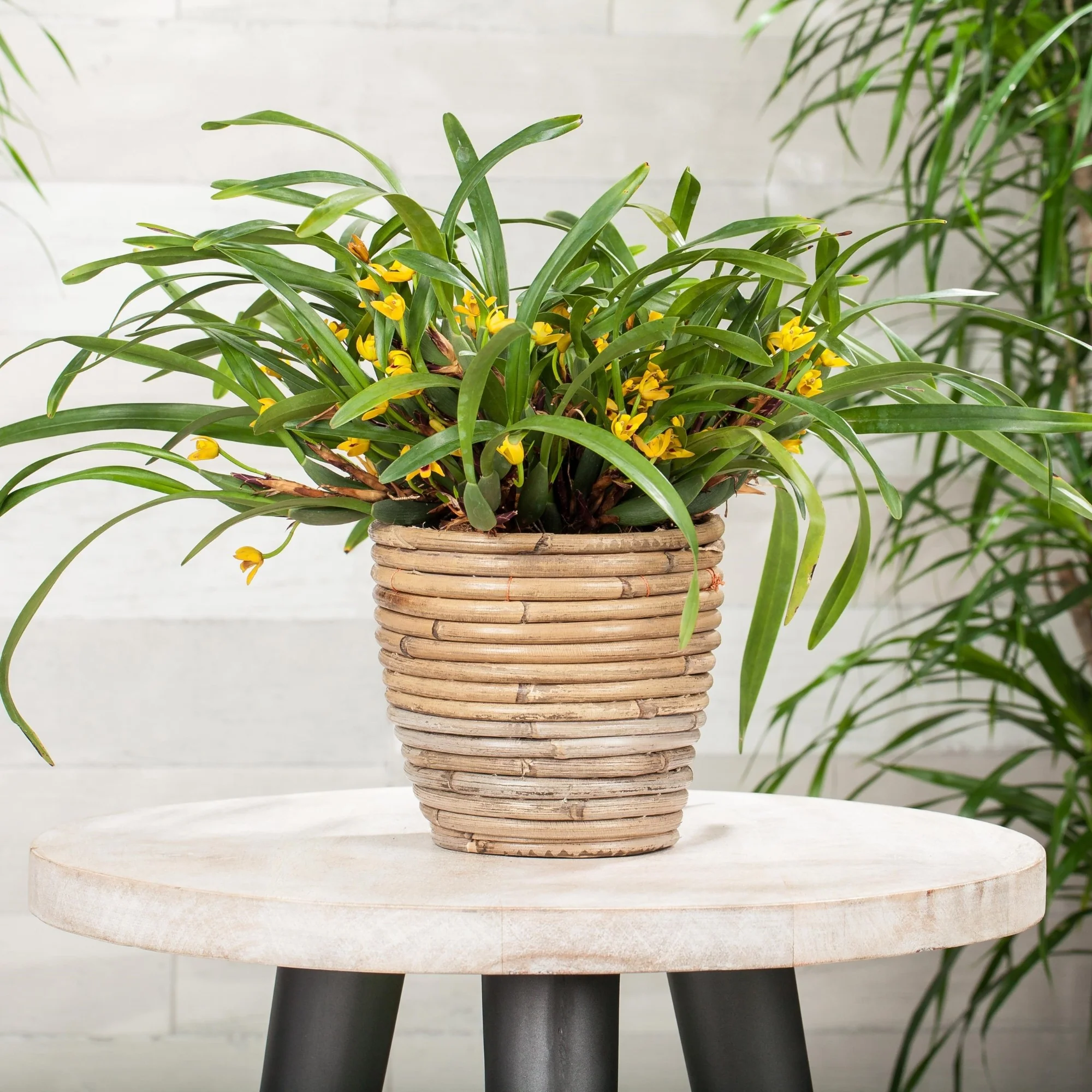 Orchidee