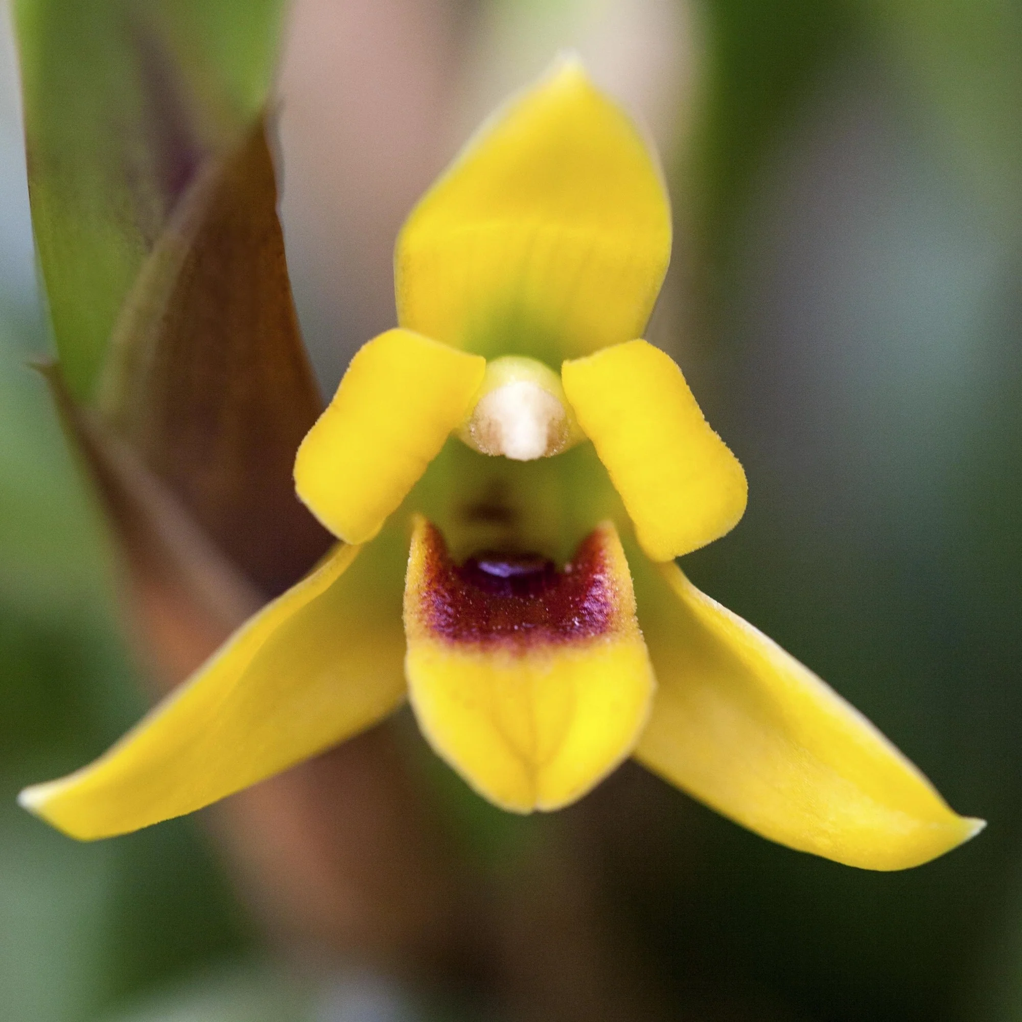 Orchidee - Image 2