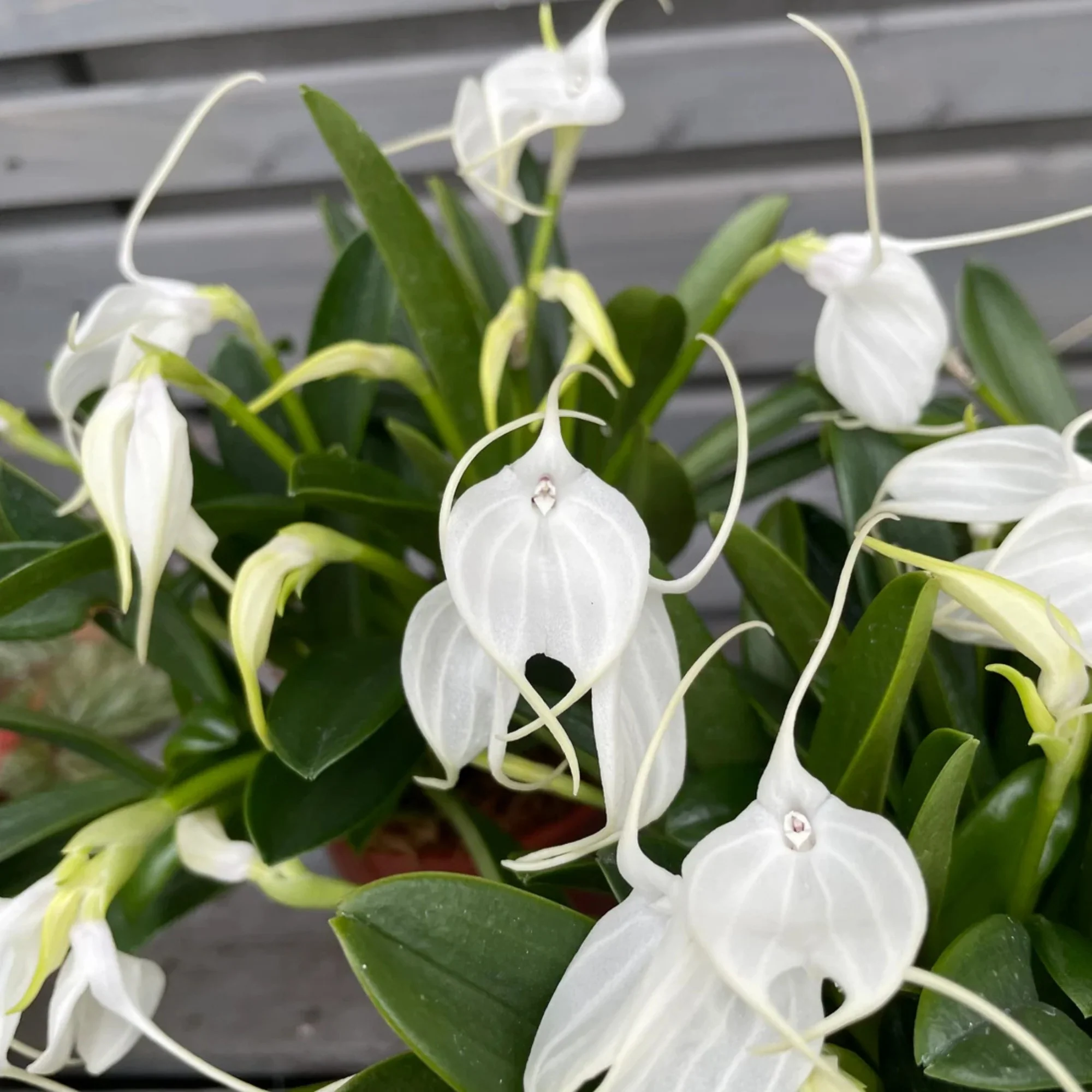 Orchidee - Image 2