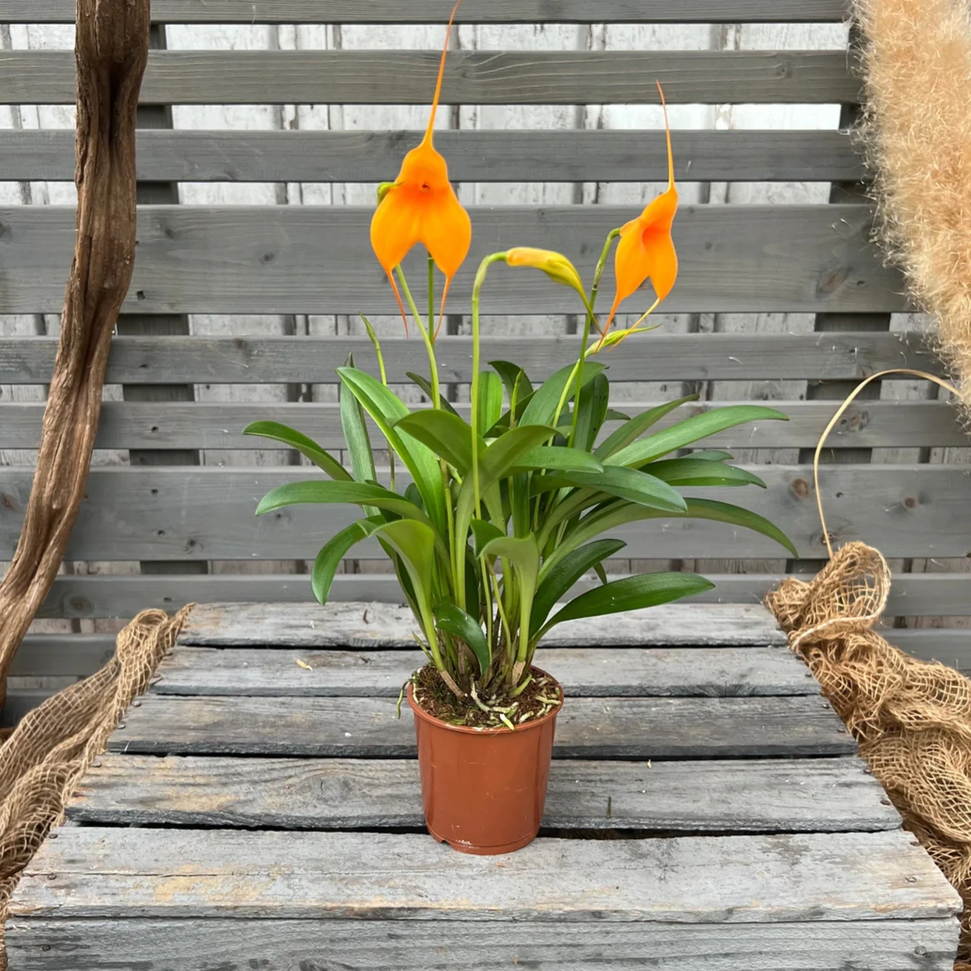 Orchidee 'BellaVallia' - Image 2