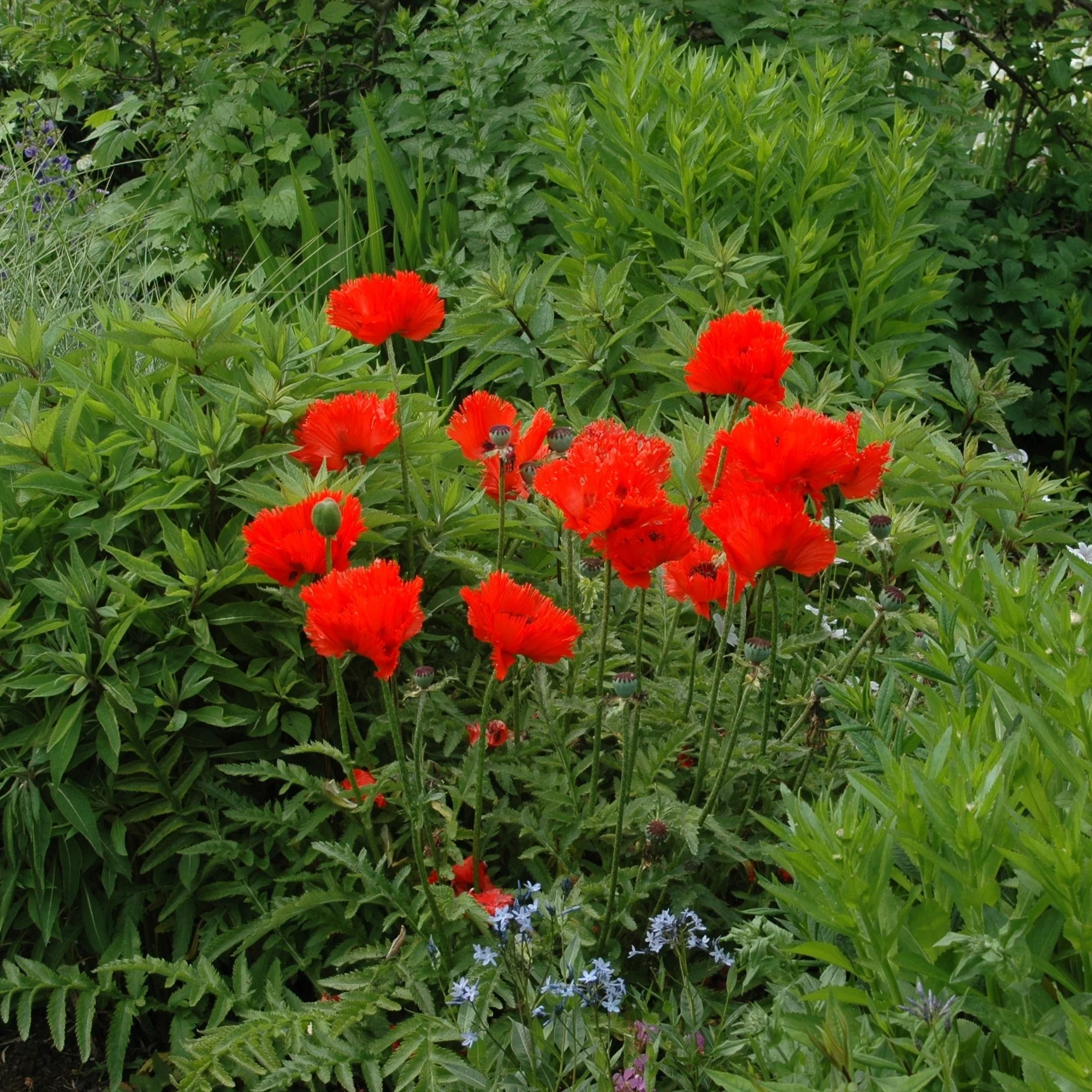 Orientalischer Mohn 'Nana Allegro'