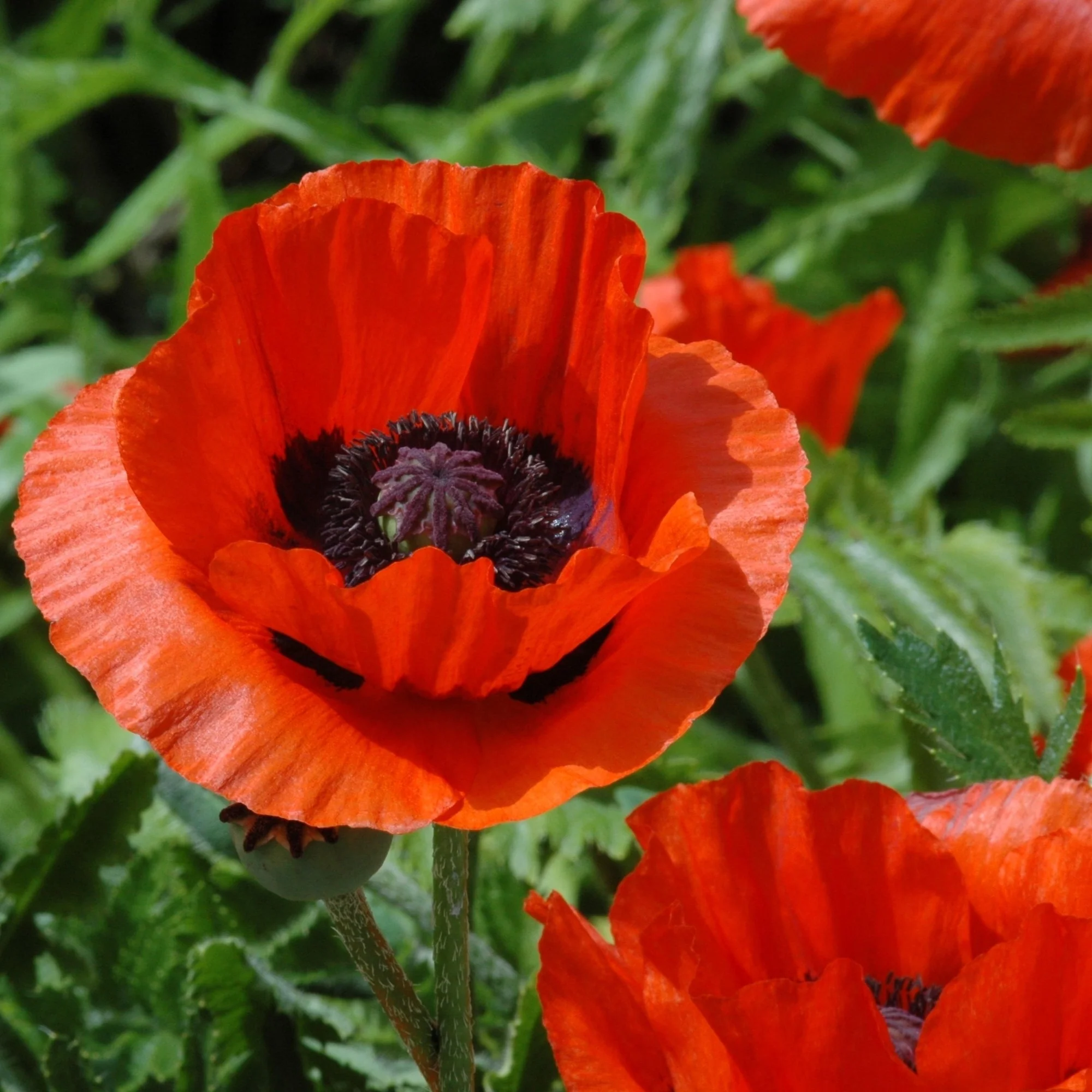Orientalischer Mohn 'Nana Allegro' - Image 2