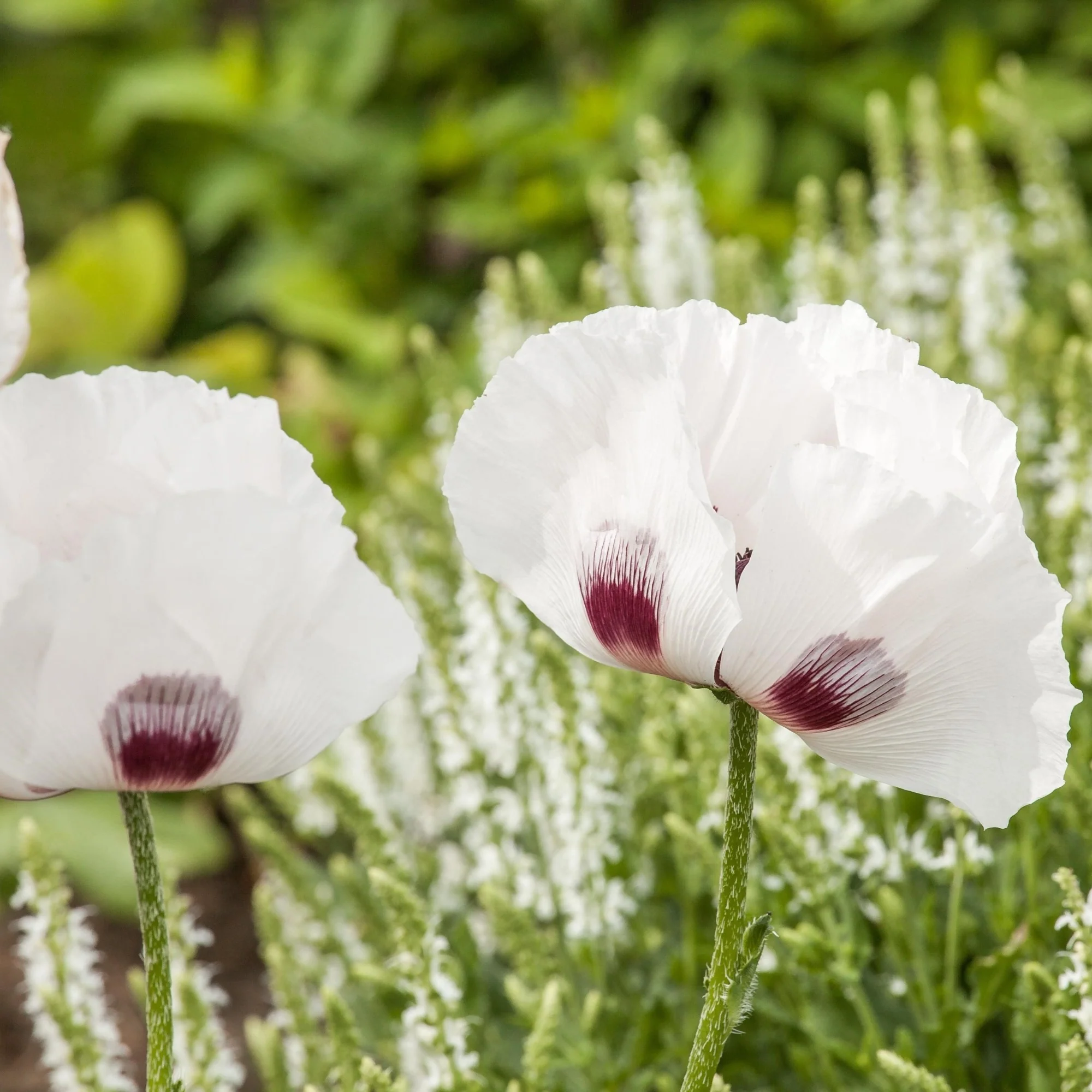 Orientalischer Mohn 'Perry's White' - Image 2