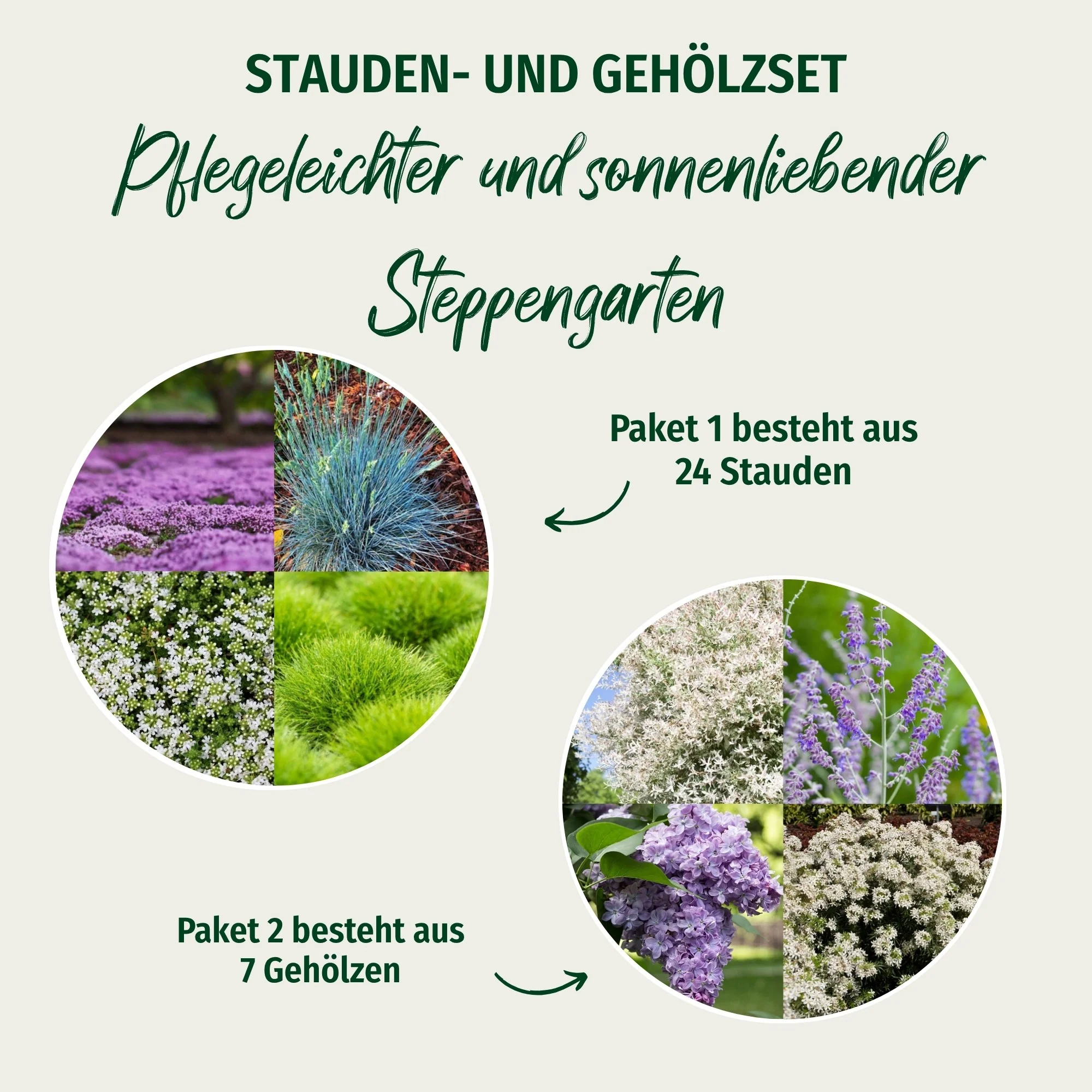 Paket 2 von 2 "Pflegeleichter und sonnenliebender Steppengarten" - Image 2