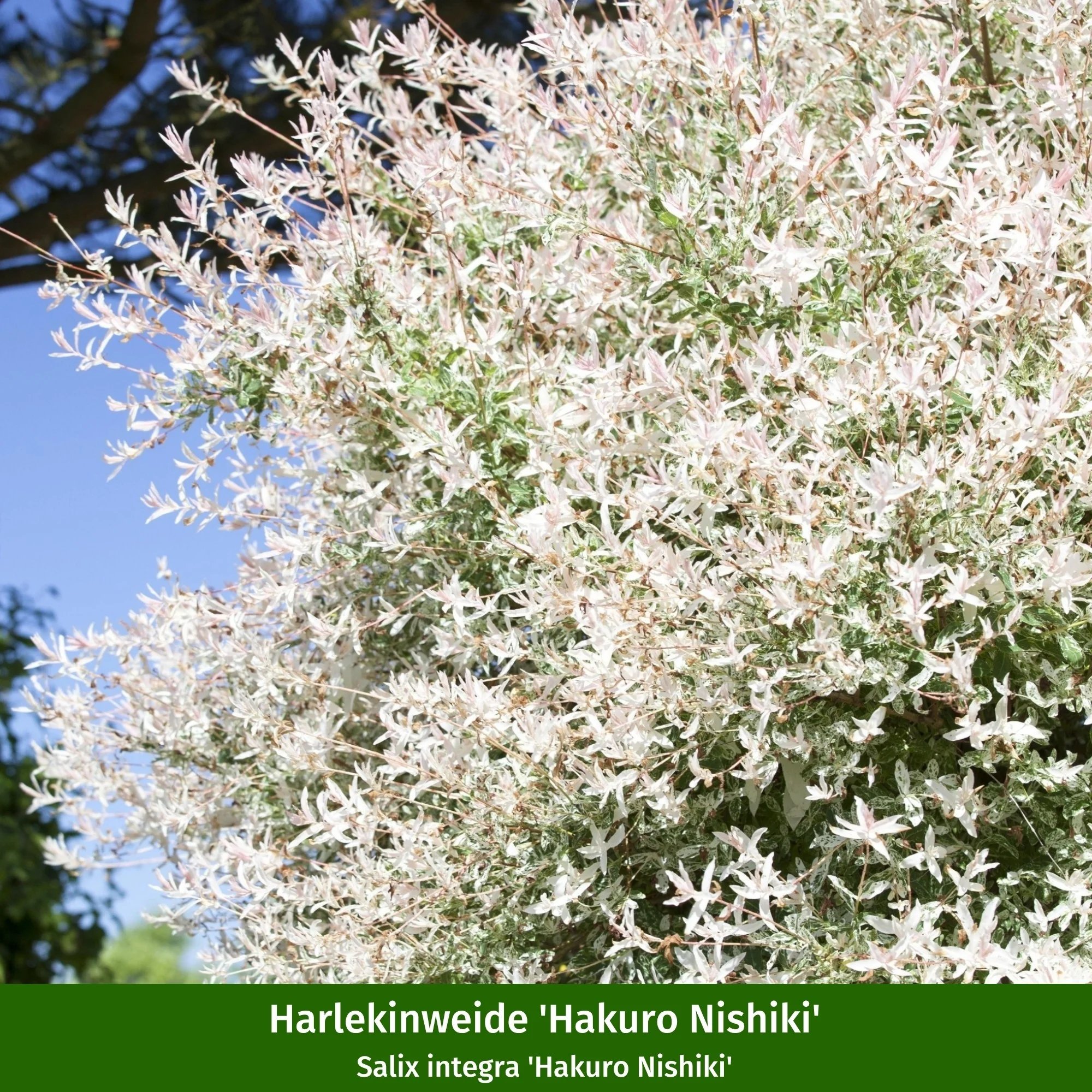 Paket 2 von 2 "Pflegeleichter und sonnenliebender Steppengarten" - Image 7