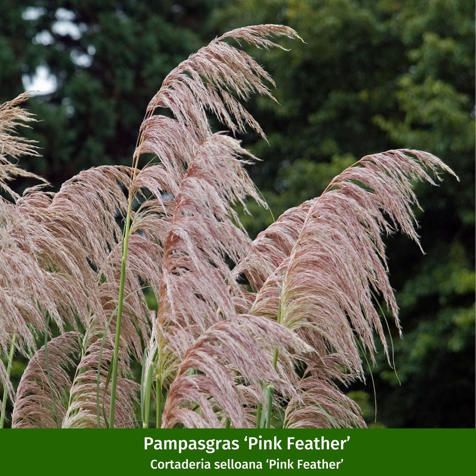 Pampasgräser "Farbspiel im Garten" - Image 2