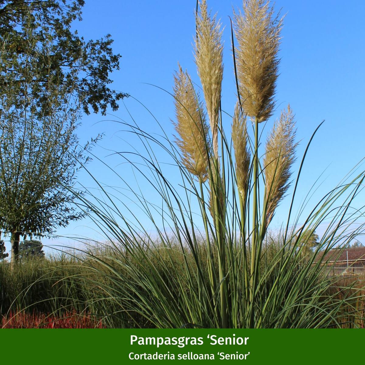 Pampasgräser "Farbspiel im Garten" - Image 3