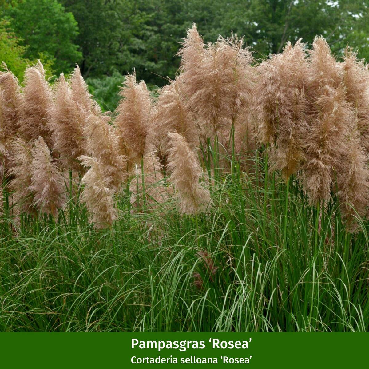 Pampasgräser "Weißrosa Duett", 8 Pflanzen - Image 2