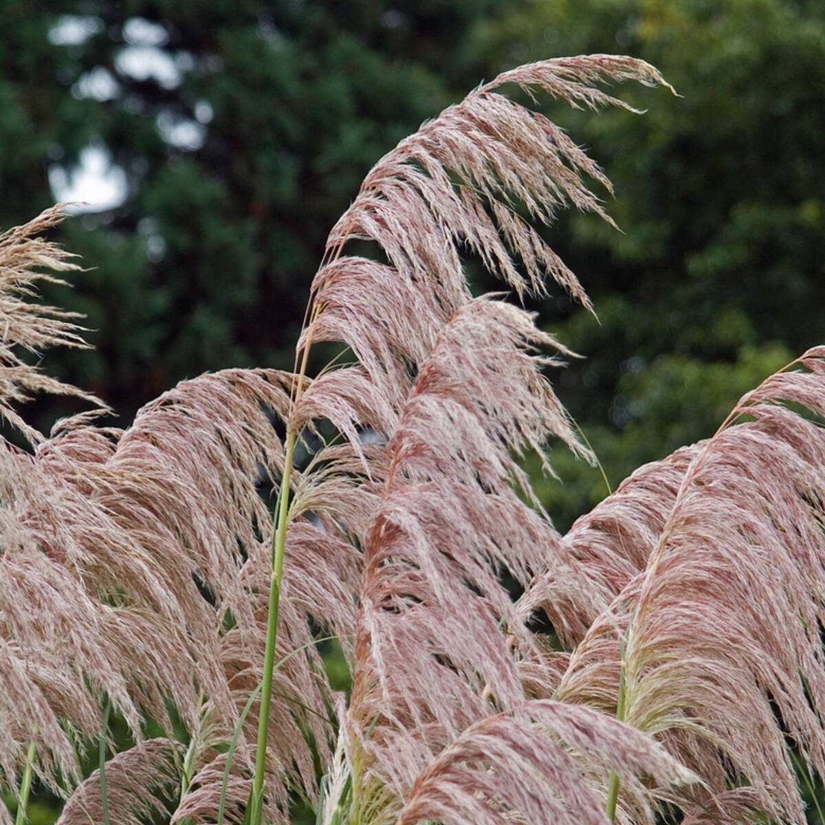 Pampasgras 'Pink Feather'