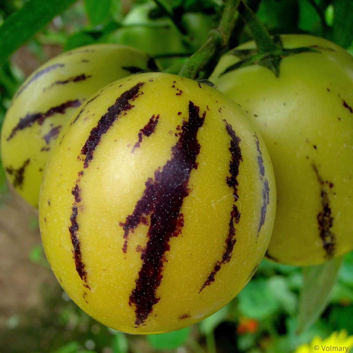 Pepino-Birnenmelone 'Copa®' - Image 2