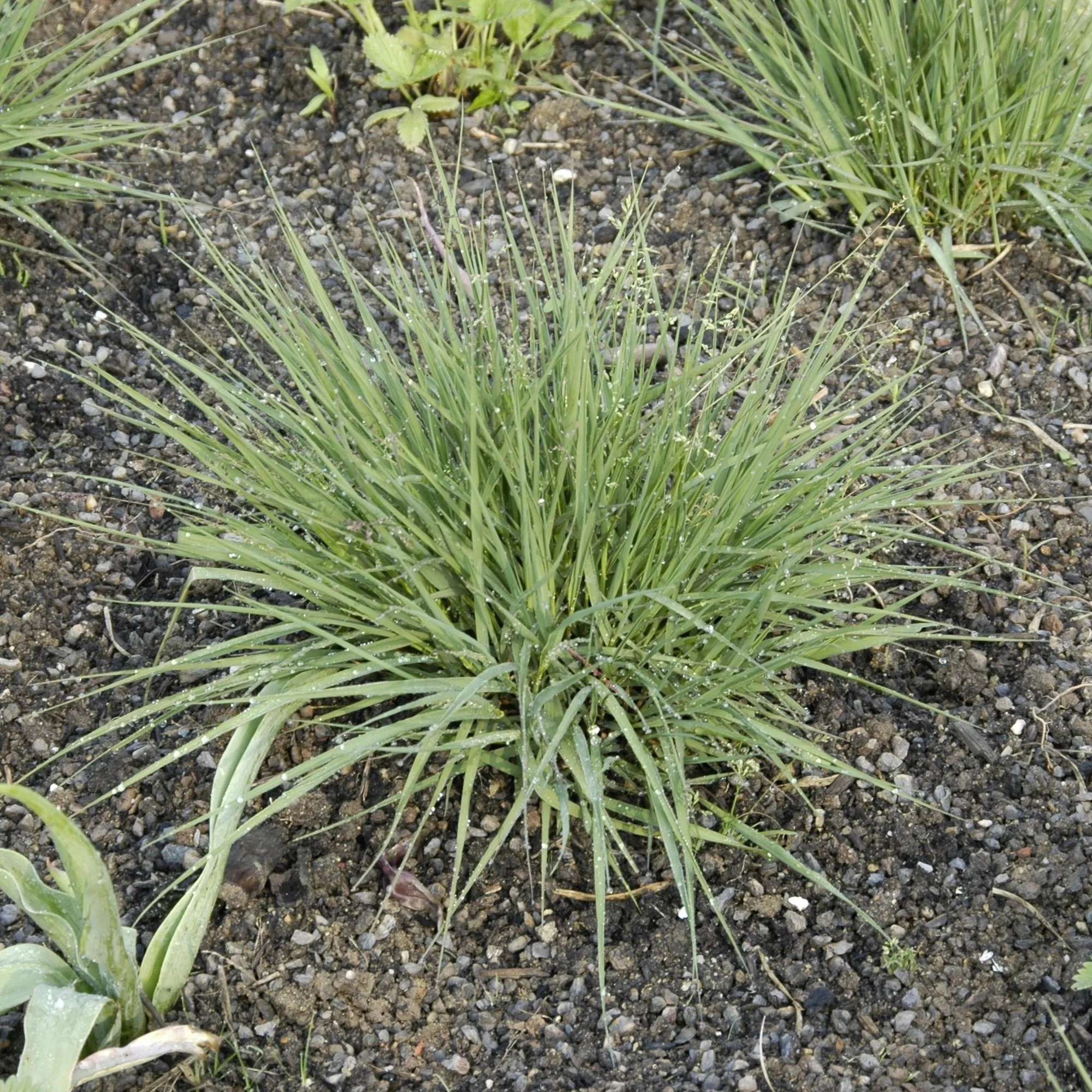 Kleines Pfeifengras 'Edith Dudszus'