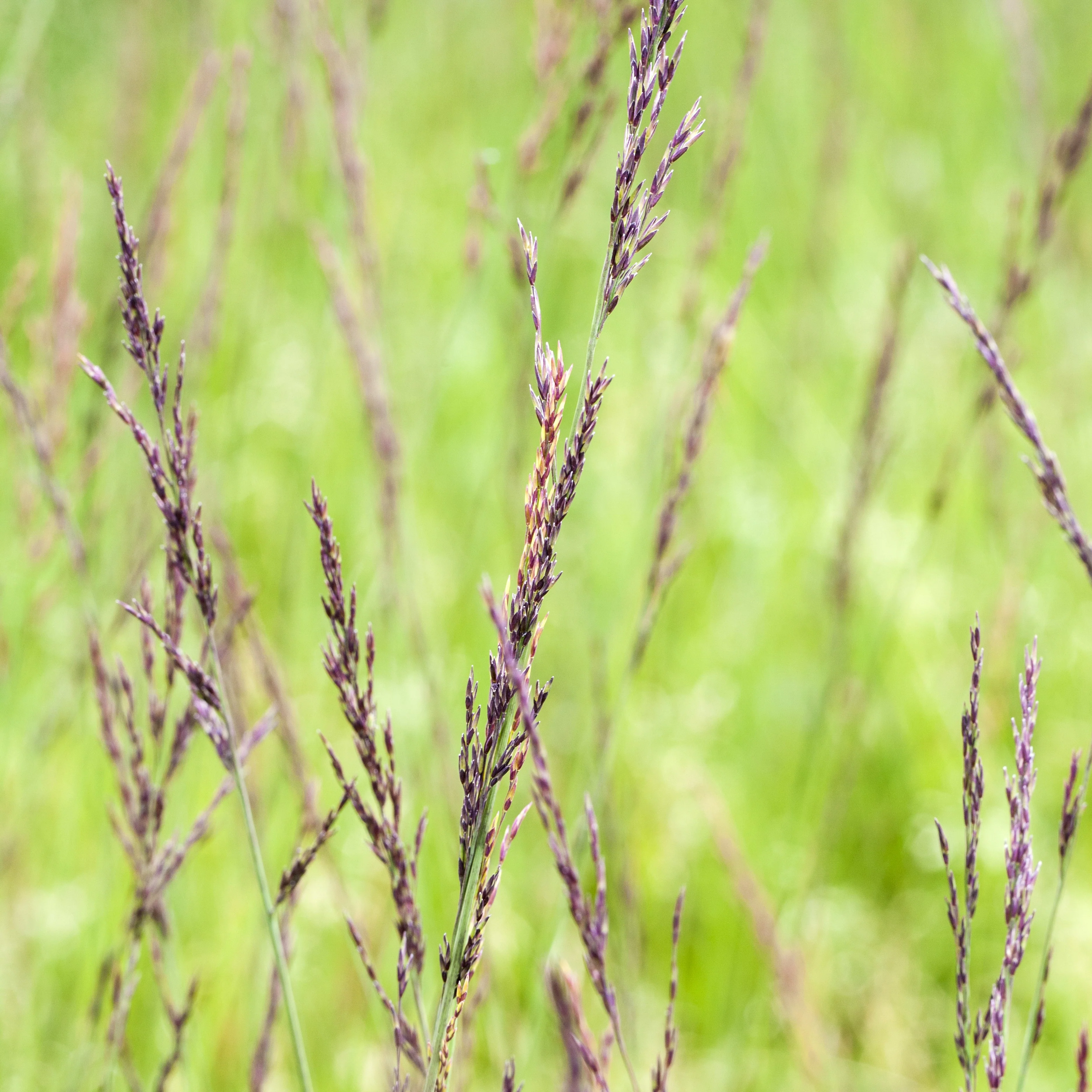 Kleines Pfeifengras 'Edith Dudszus' - Image 2