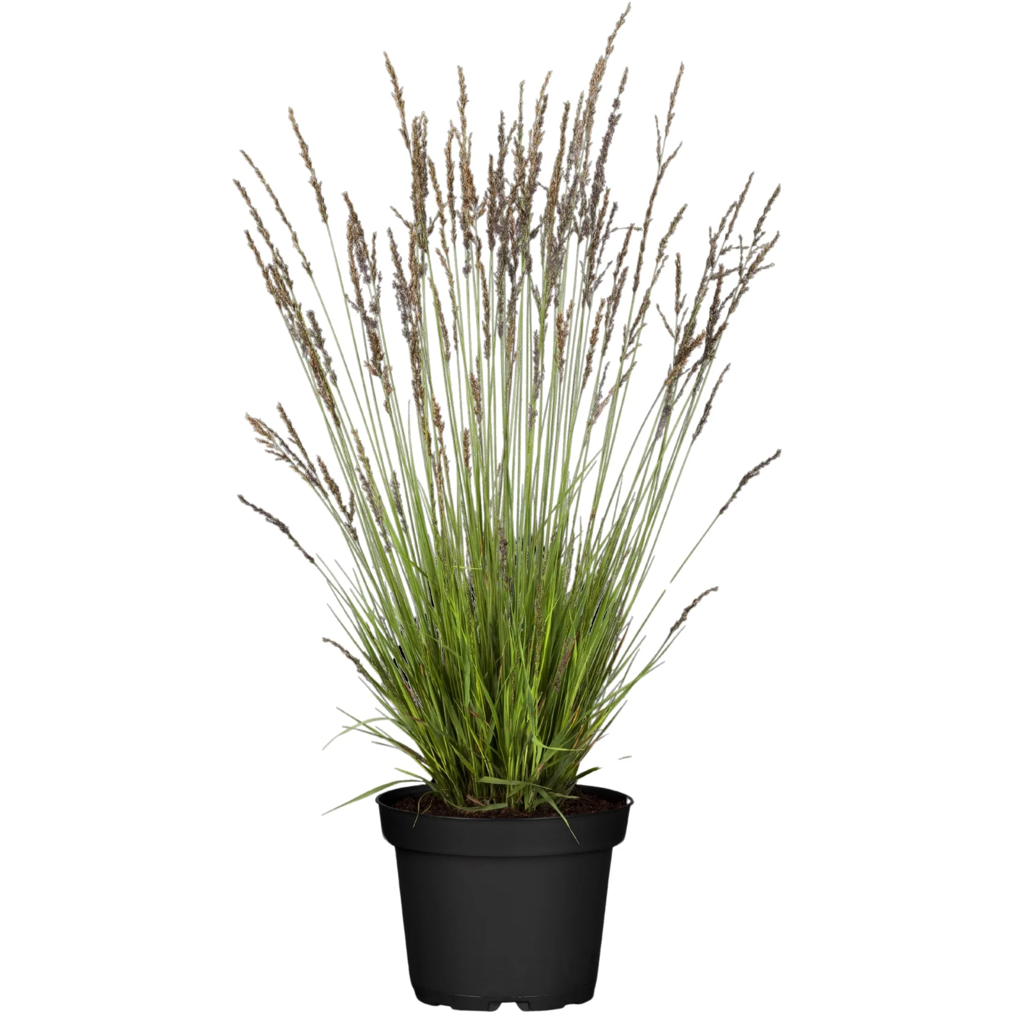 Kleines Pfeifengras 'Heidezwerg' - Image 2