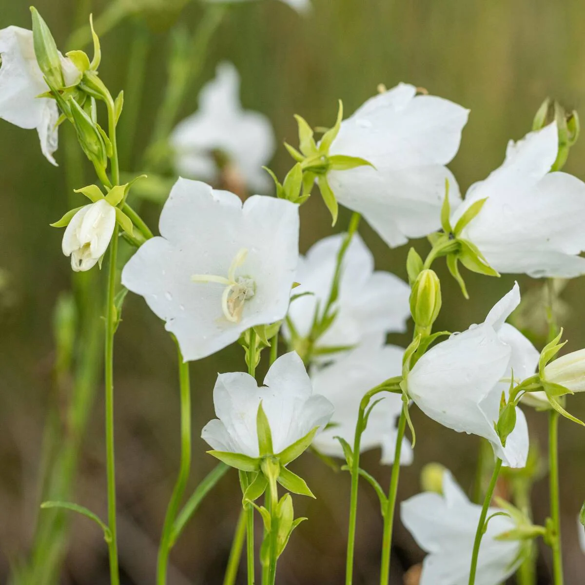 Pfirsichblättrige Glockenblume 'Grandiflora Alba'