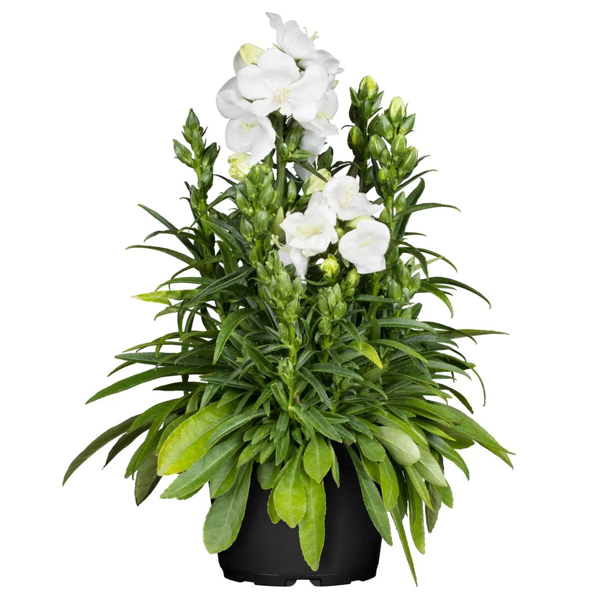 Pfirsichblättrige Glockenblume 'Grandiflora Alba' - Image 2