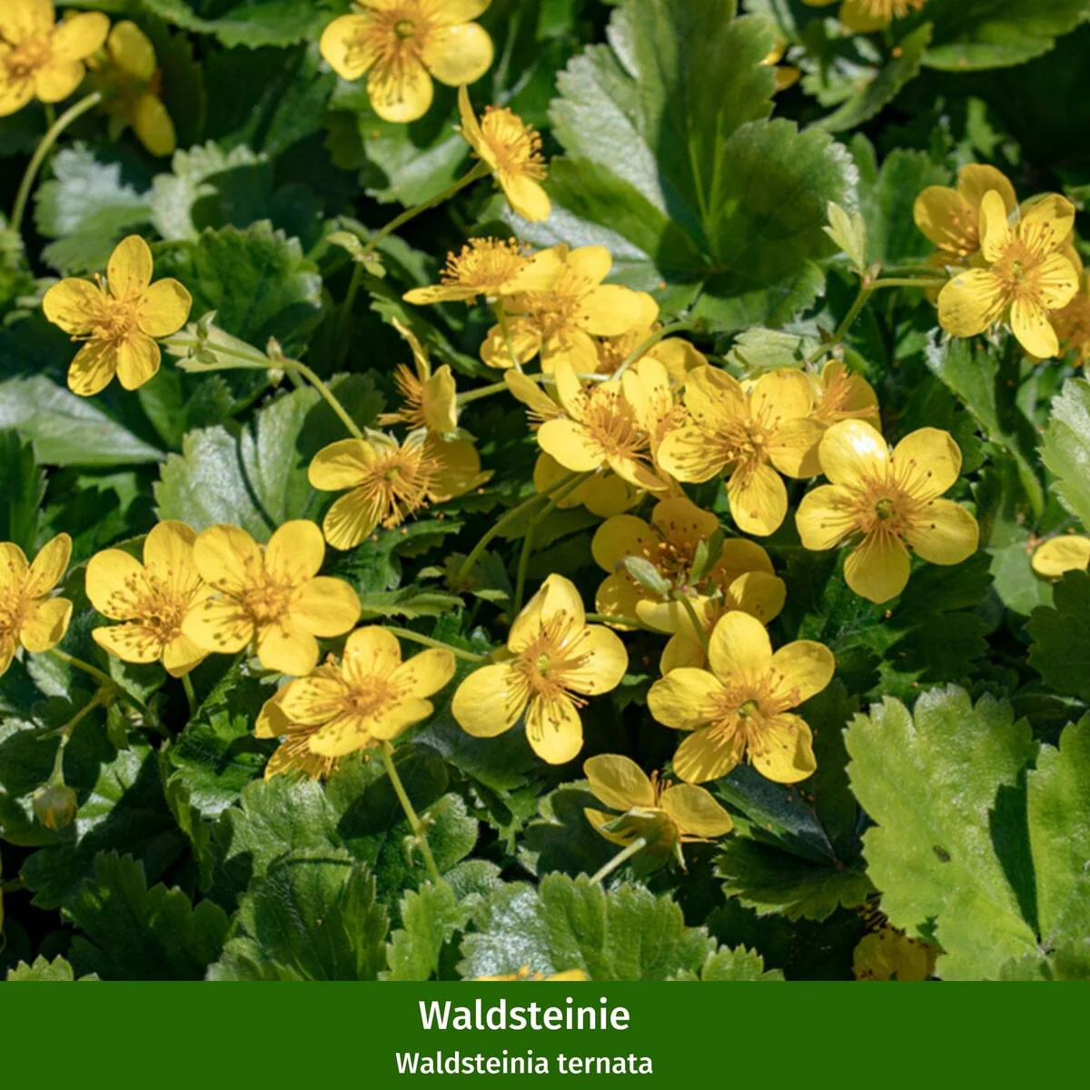 Pflanzen-Set "Bienenfreude für sonnige Vorgärten" - Image 12