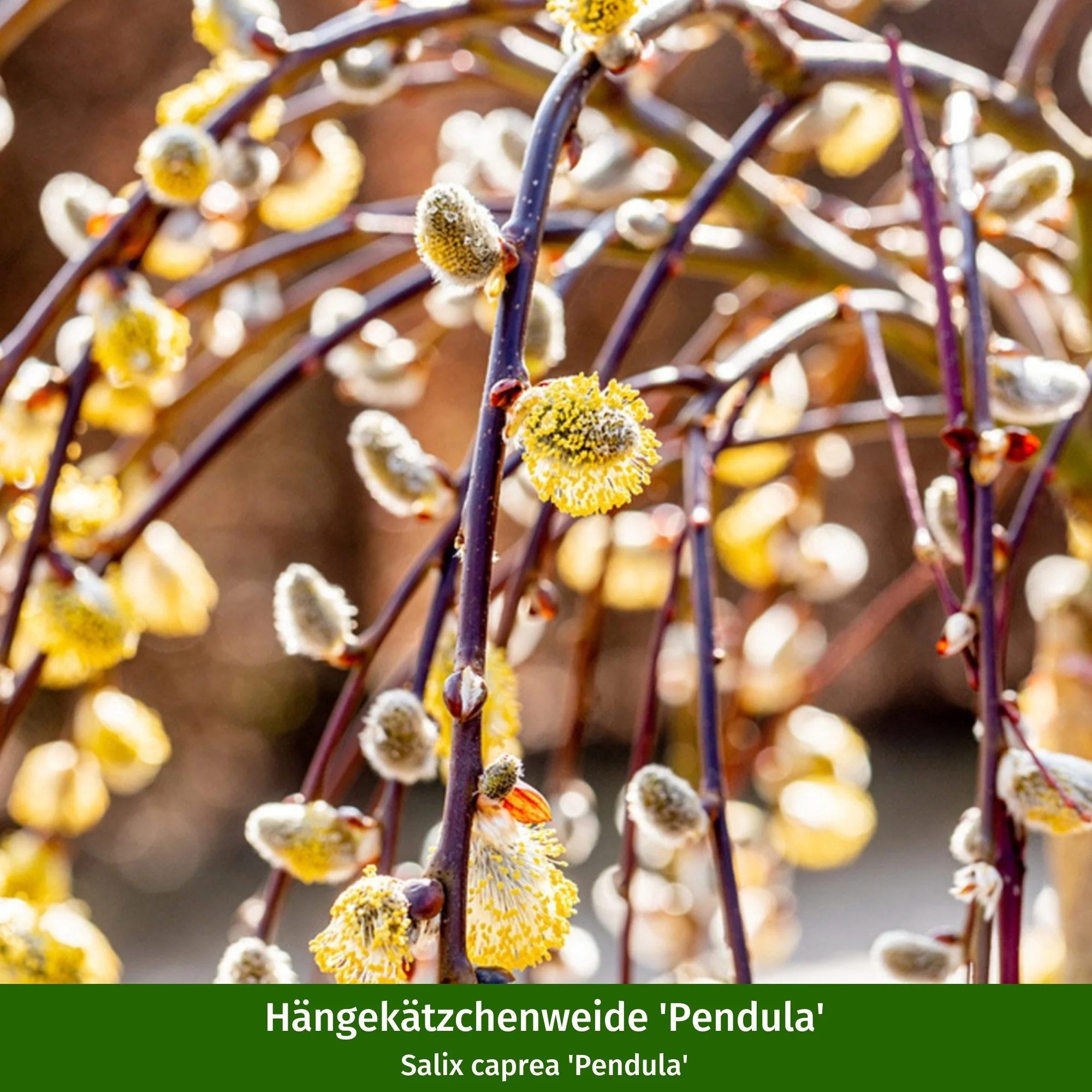 Pflanzen-Set "Bienenfreude für sonnige Vorgärten" - Image 13