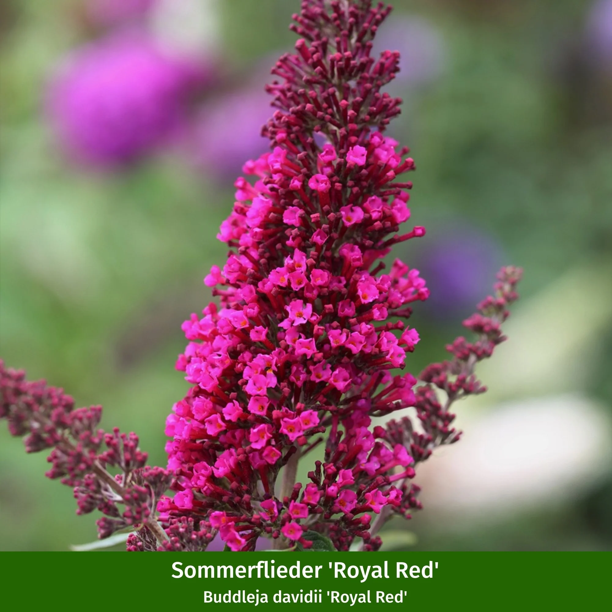 Pflanzen-Set "Bienenfreude für sonnige Vorgärten" - Image 14