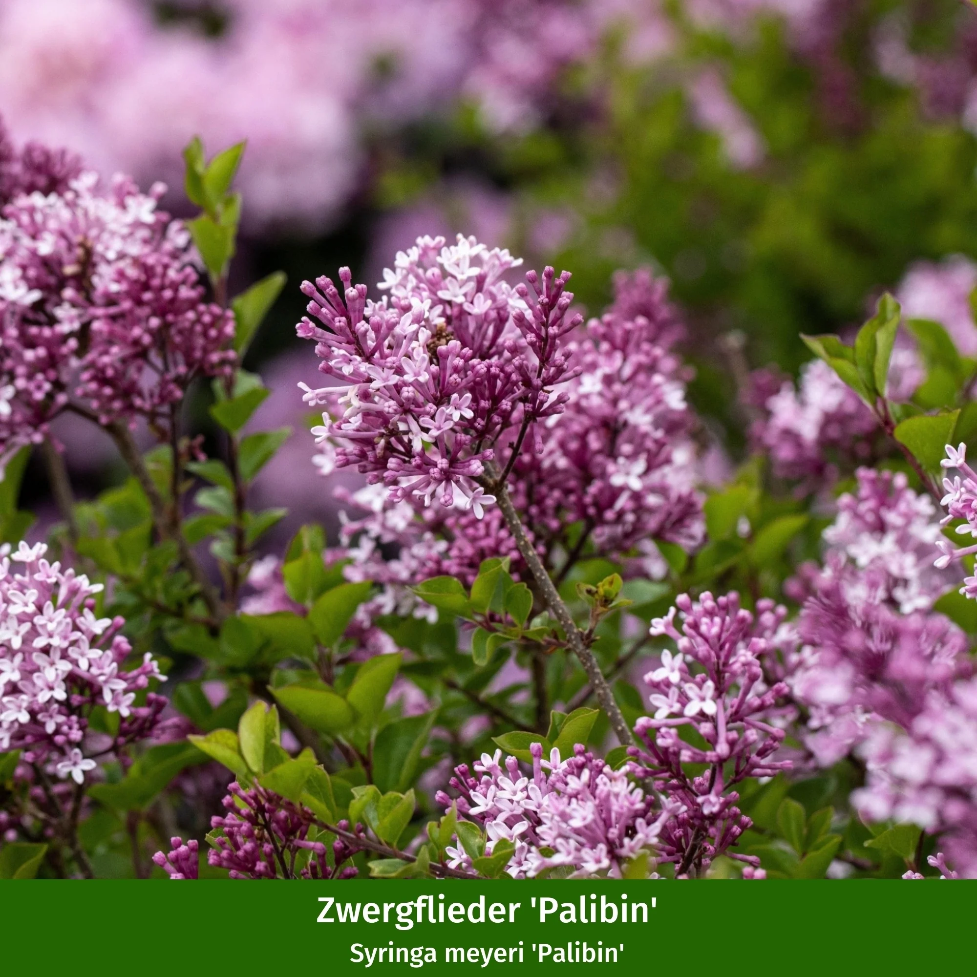 Pflanzen-Set "Bienenfreude für sonnige Vorgärten" - Image 15