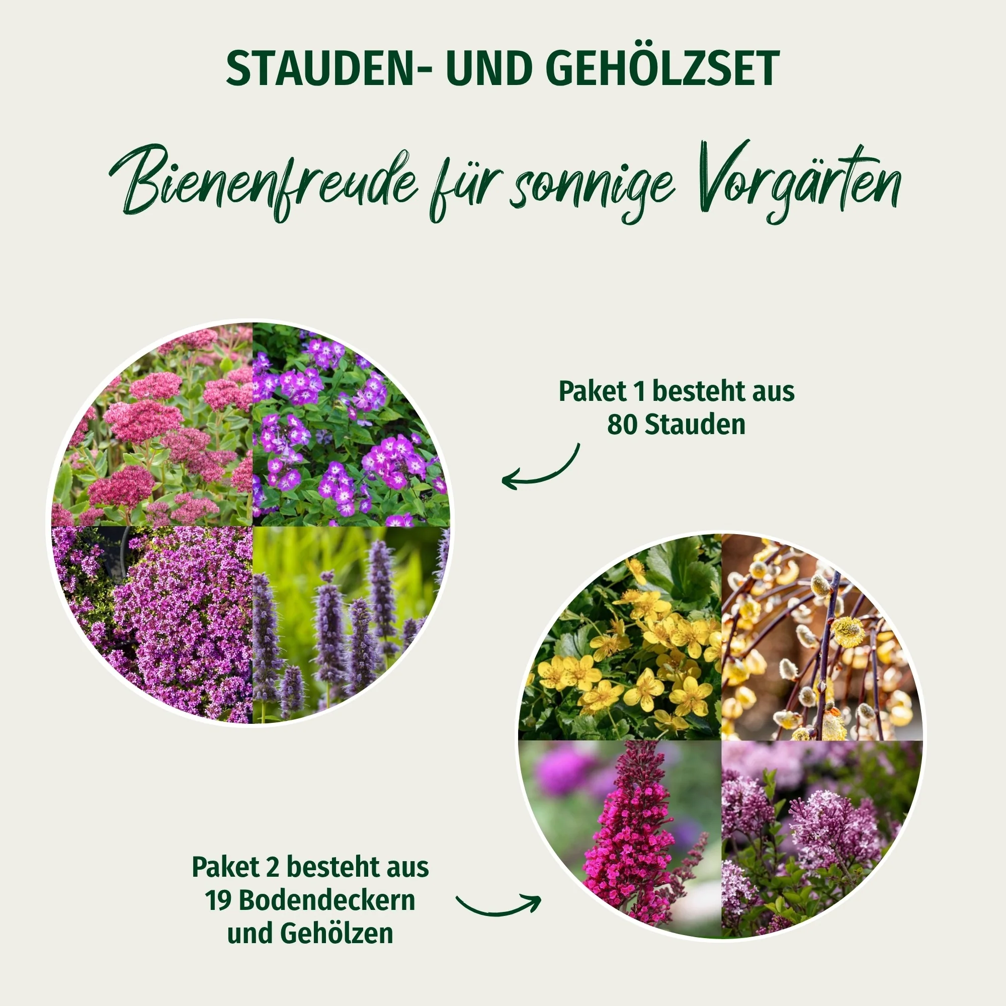 Pflanzen-Set "Bienenfreude für sonnige Vorgärten" - Image 3
