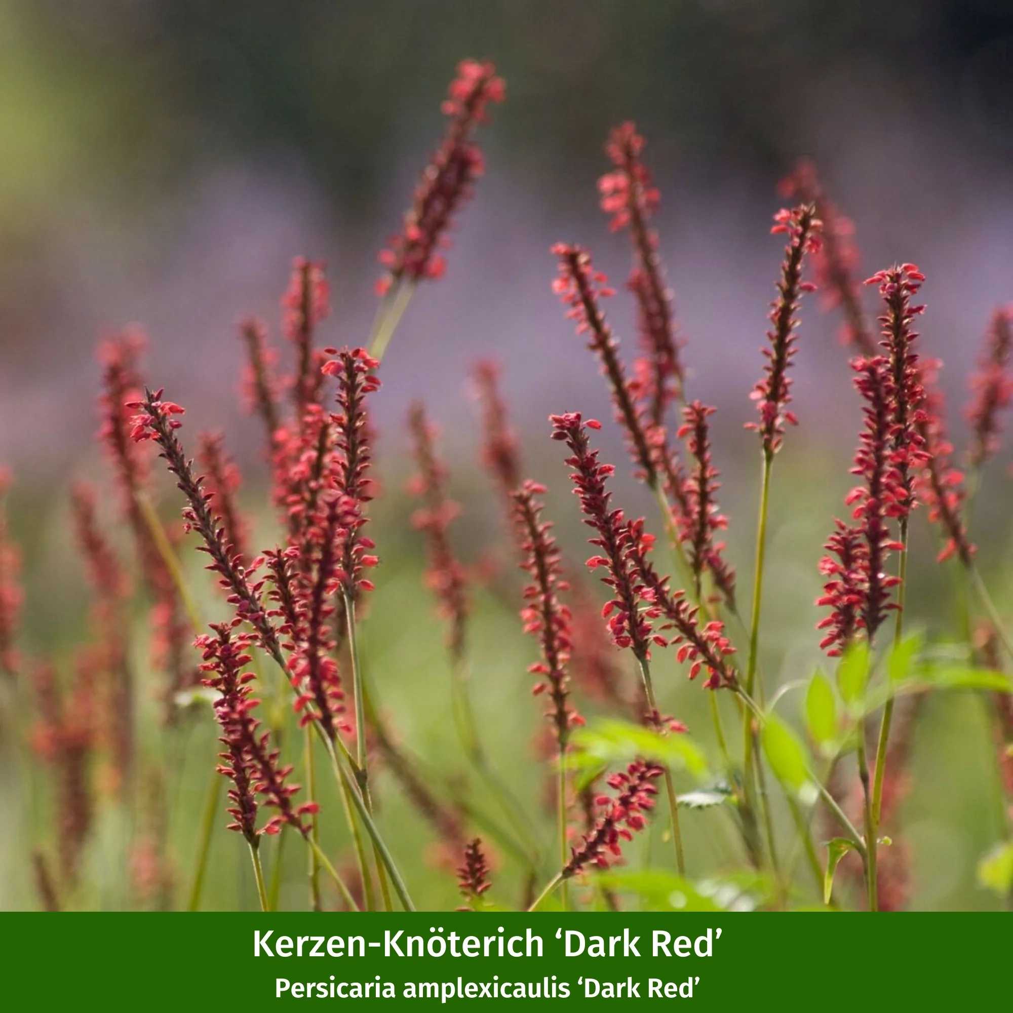 Pflanzen-Set "Bienenfreude für sonnige Vorgärten" - Image 6