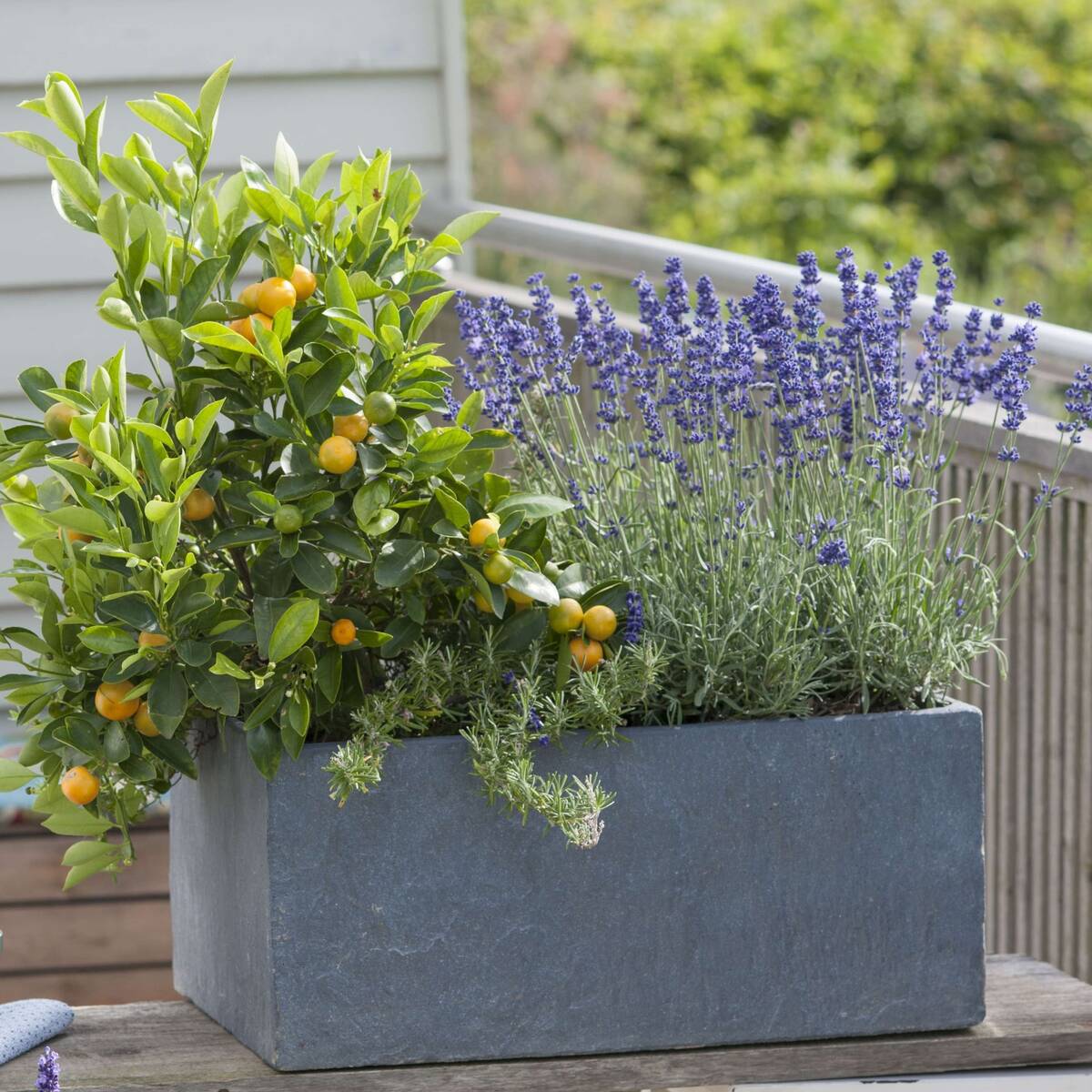 Pflanzen-Set "Duftender-Garten"