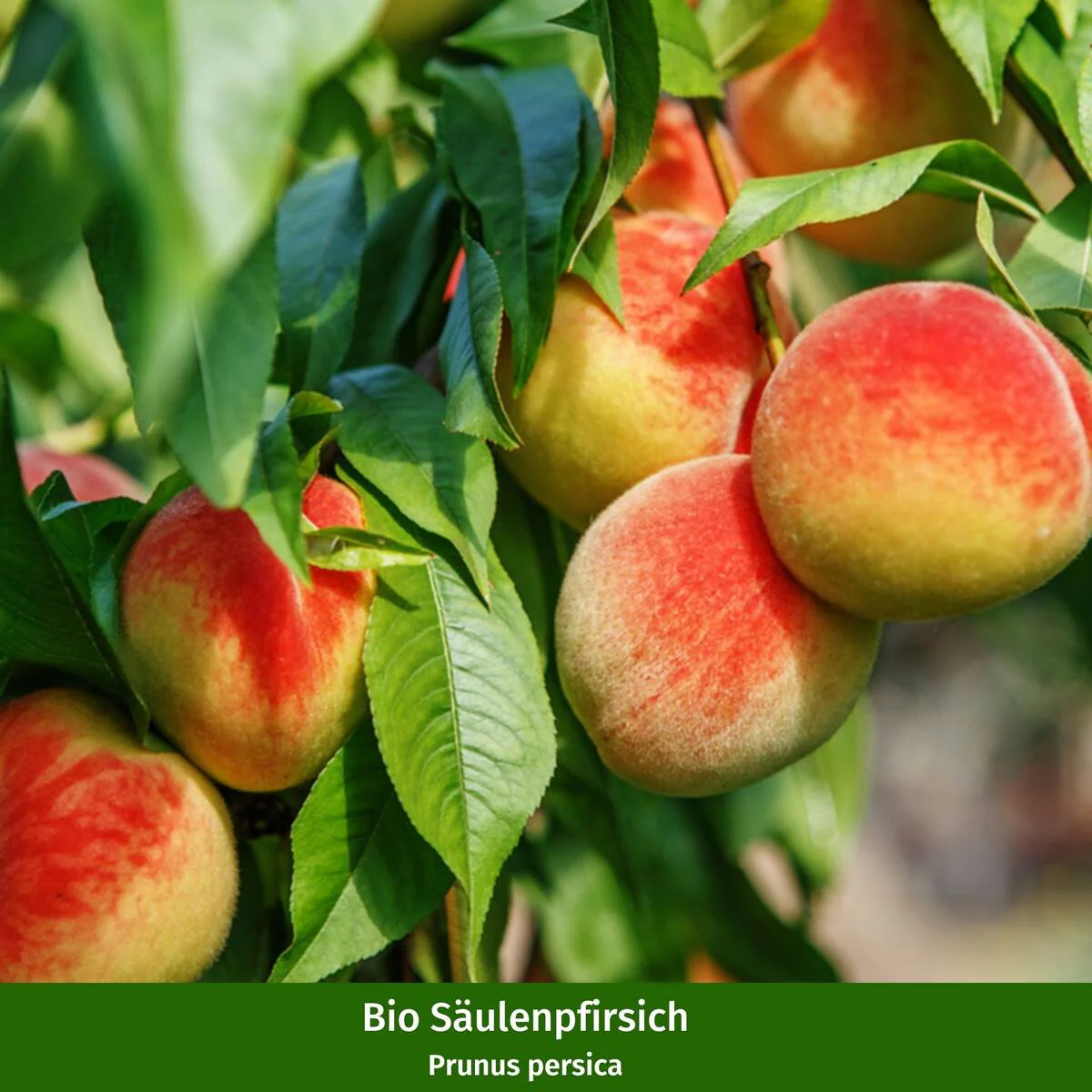 Pflanzen-Set “Fruchtvielfalt im Garten“ - Image 14