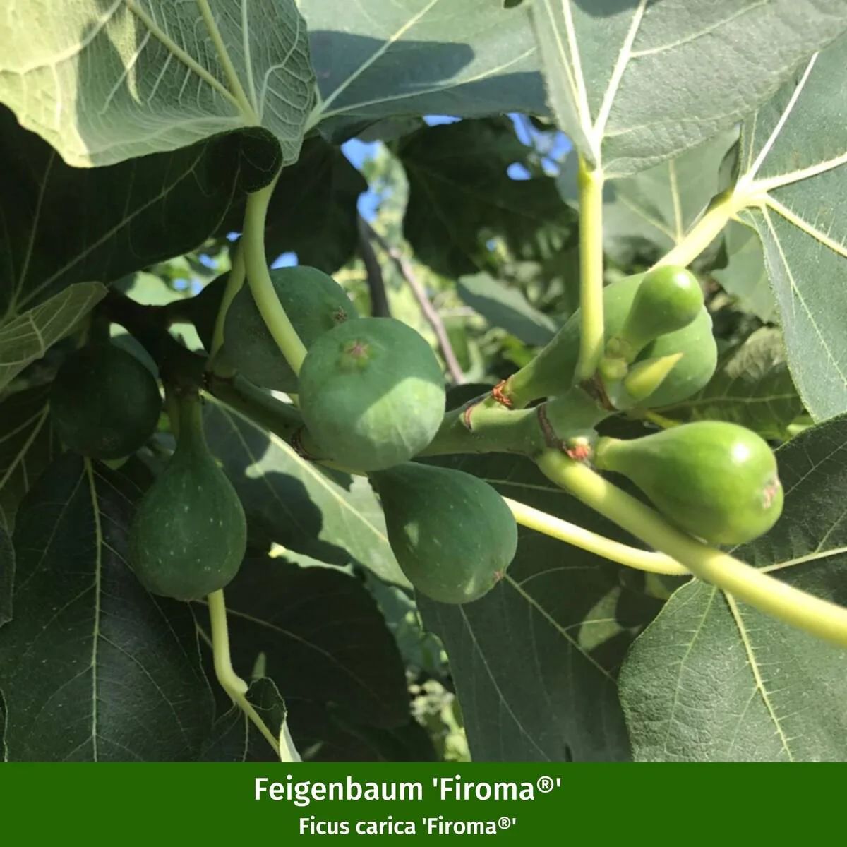 Pflanzen-Set “Fruchtvielfalt im Garten“ - Image 8