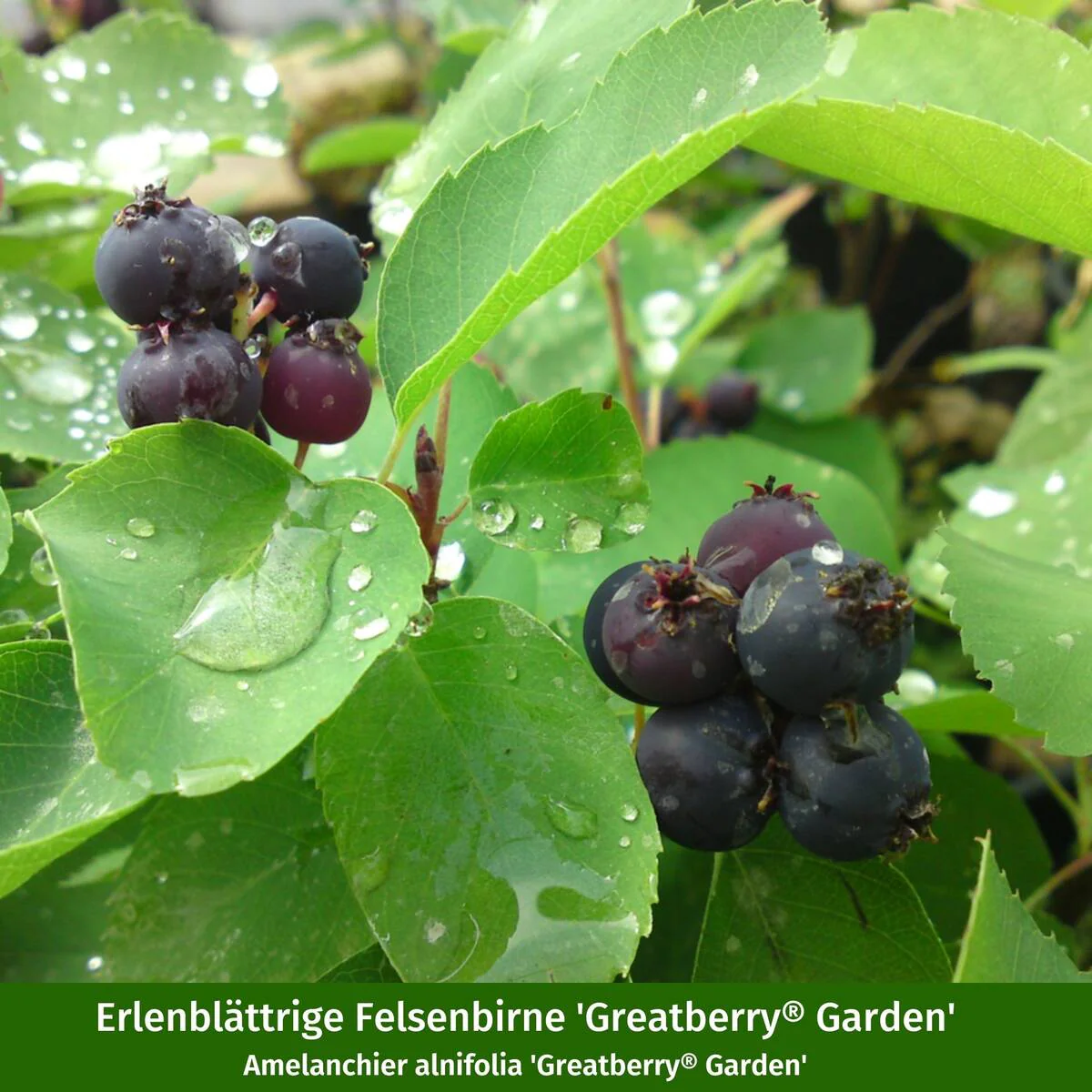 Pflanzen-Set “Fruchtvielfalt im Garten“ - Image 9