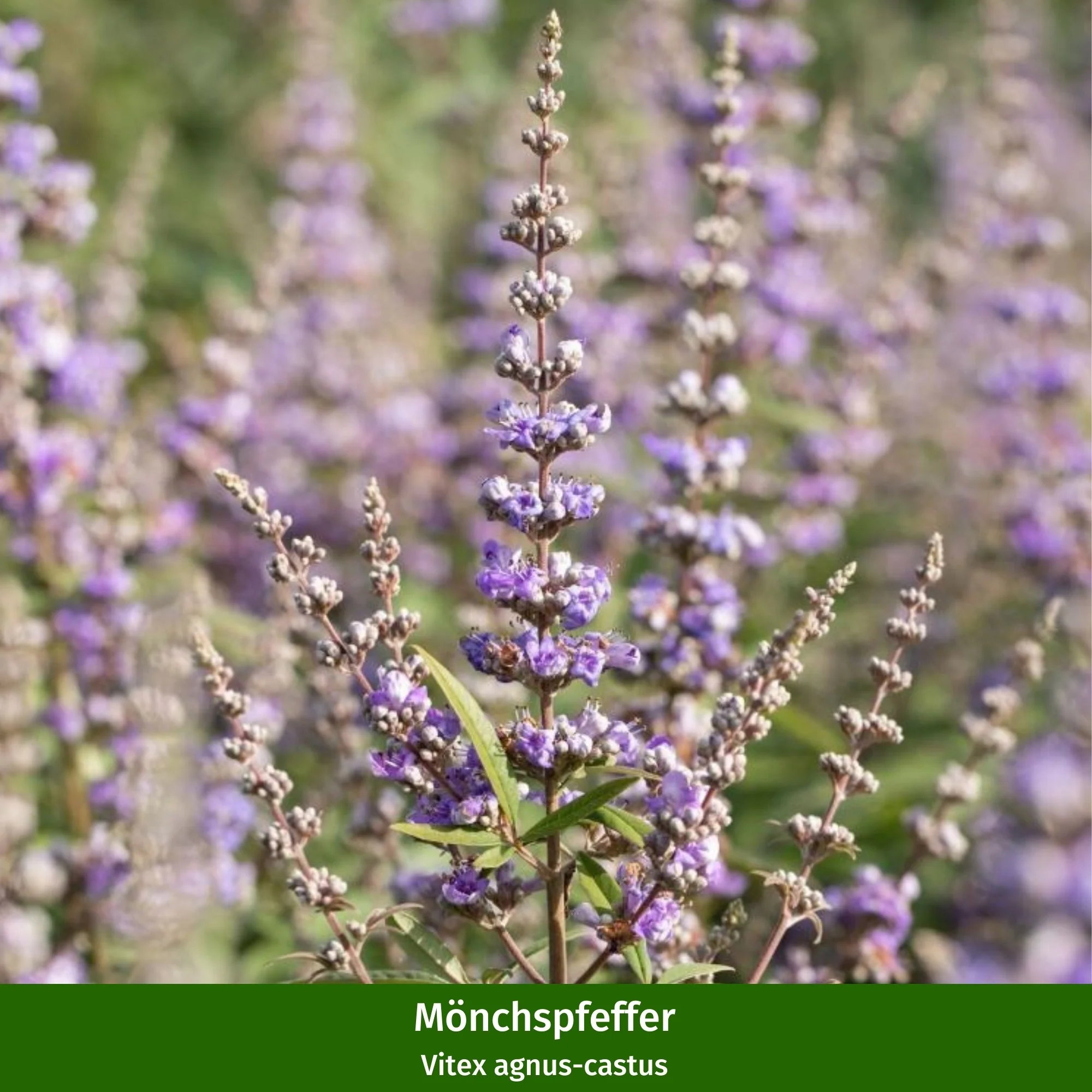Pflanzen-Set "Hitzefeste Blütenpracht" - Image 8