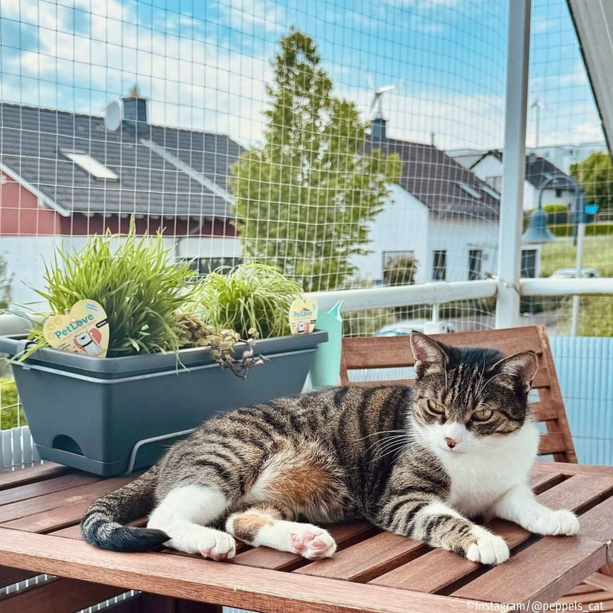 Pflanzen-Set "Katzen-Mix" - Image 2