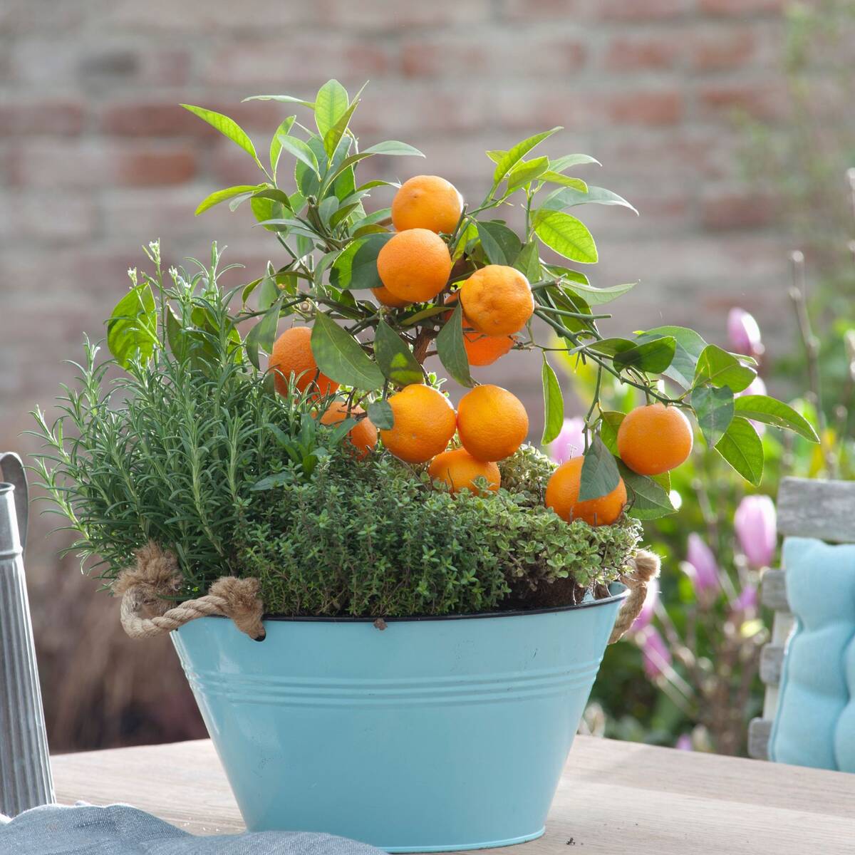 Pflanzen-Set "Mediterrane Aromen"