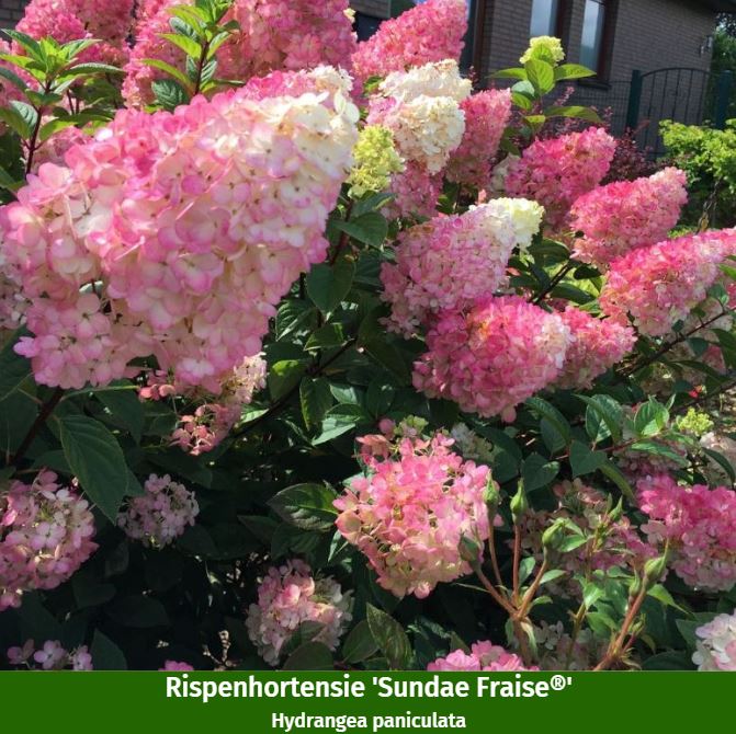 Pflanzen-Set "Mediterraner Garten" - Image 12