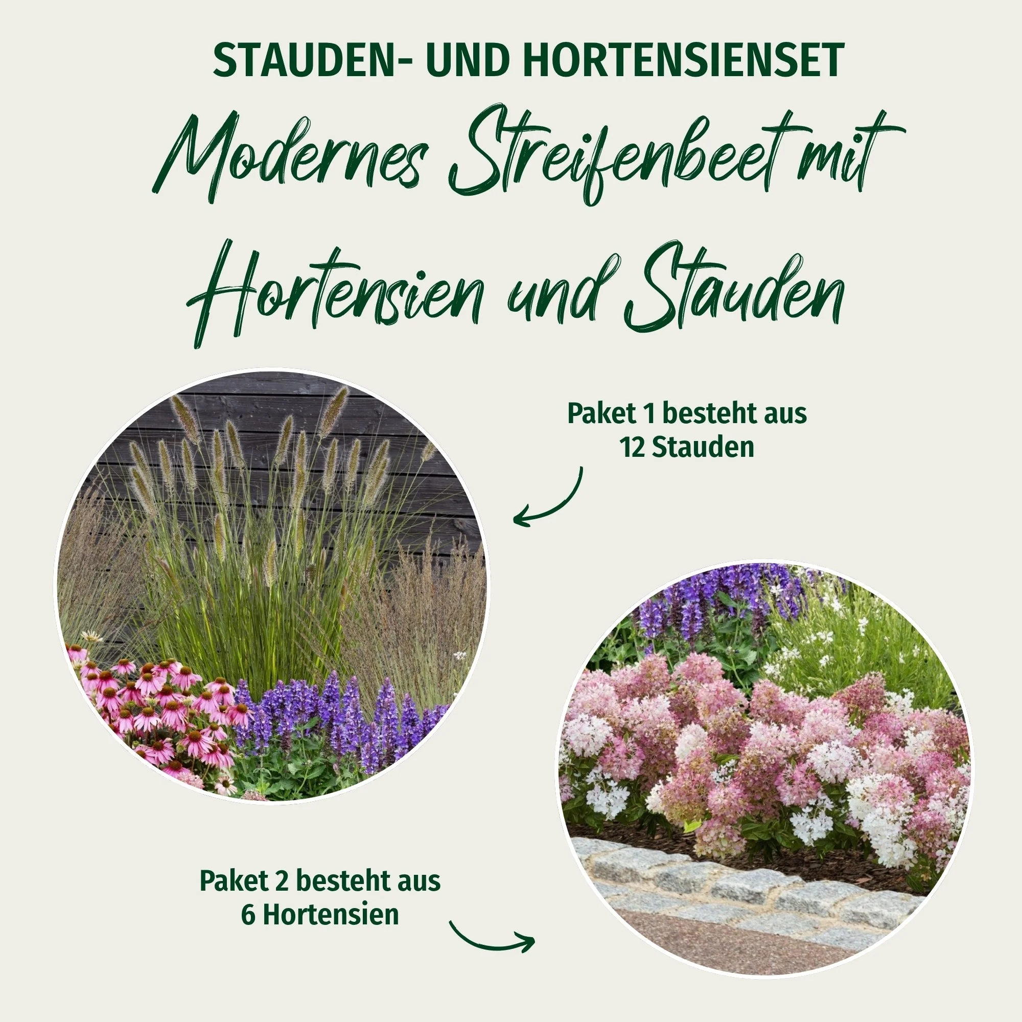 Paket 2 von 2 "Modernes Streifenbeet mit Hortensien und Stauden" - Image 2